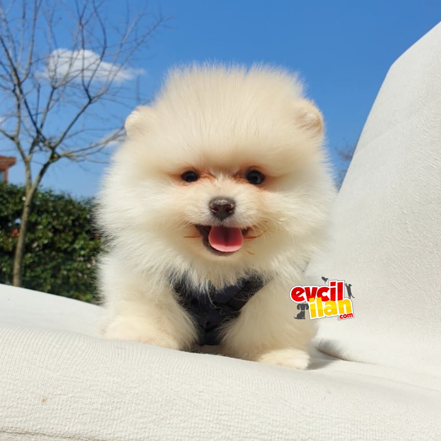 Pomeranian Boo Teddy Bear Yavrular 