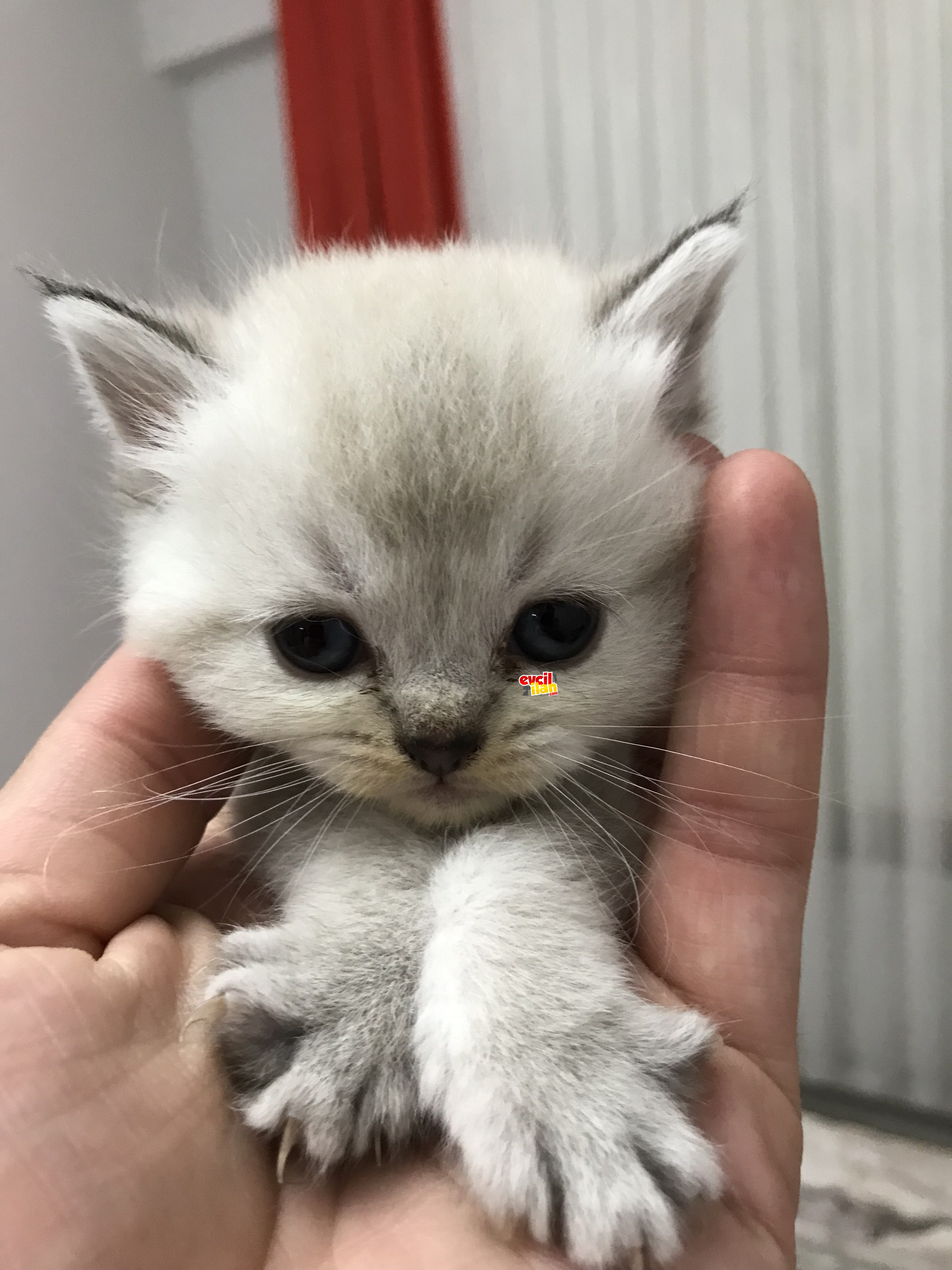 YAVRU BRİTİSH LYNX POİNT 