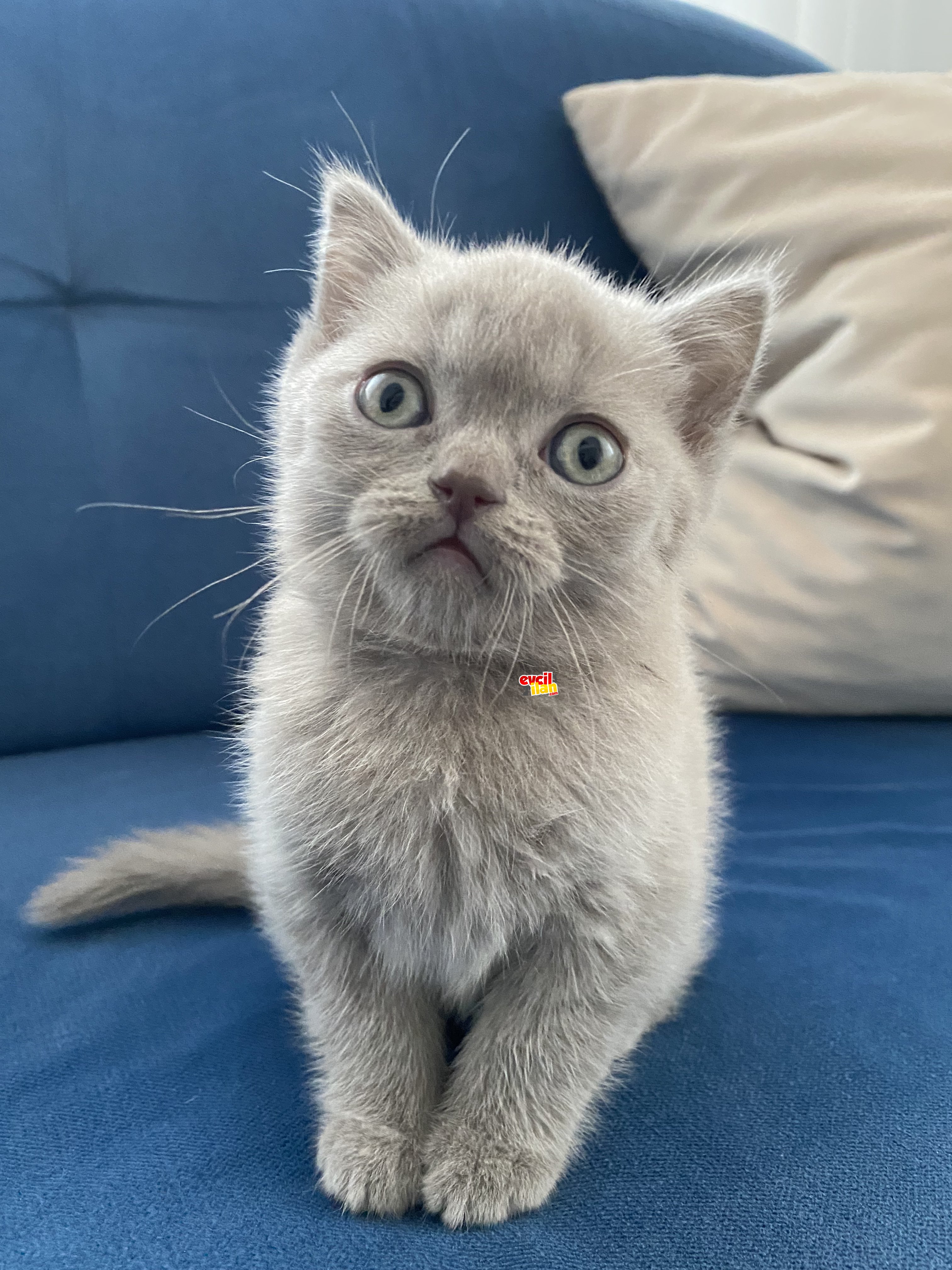 Sayılı renkte bulunan Lilac british 