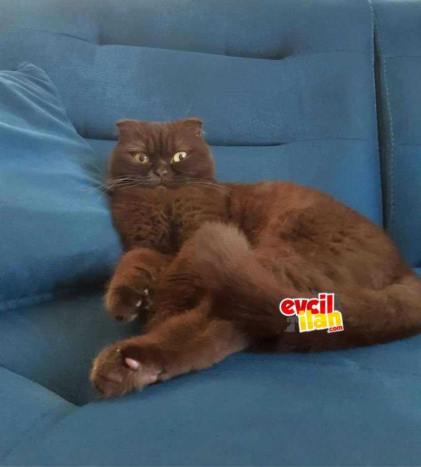 Scothısh chocalt fold