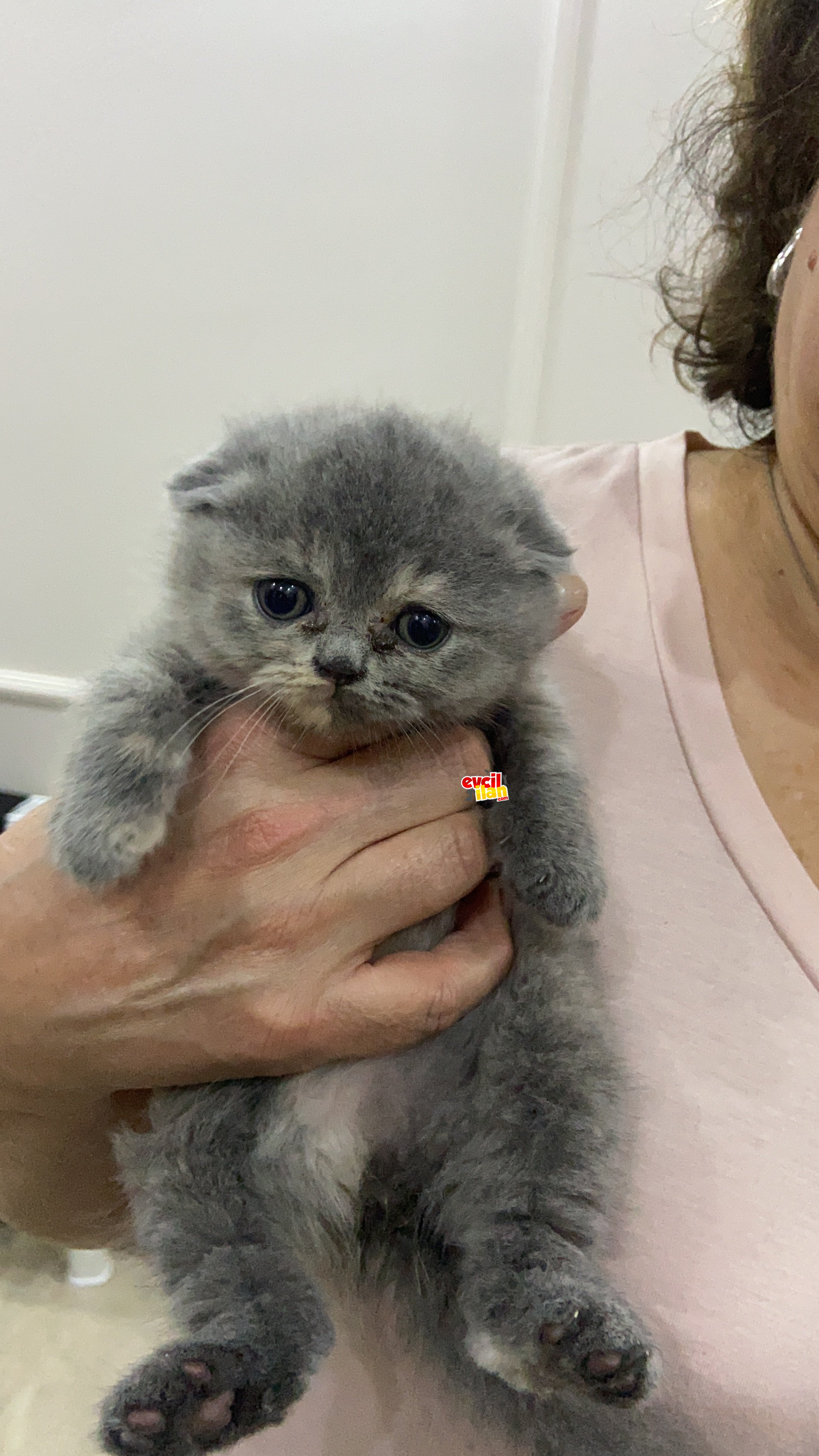 Scothish fold yavruları