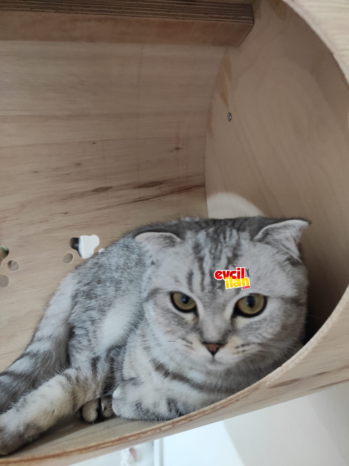 Scotish fold 8 aylık