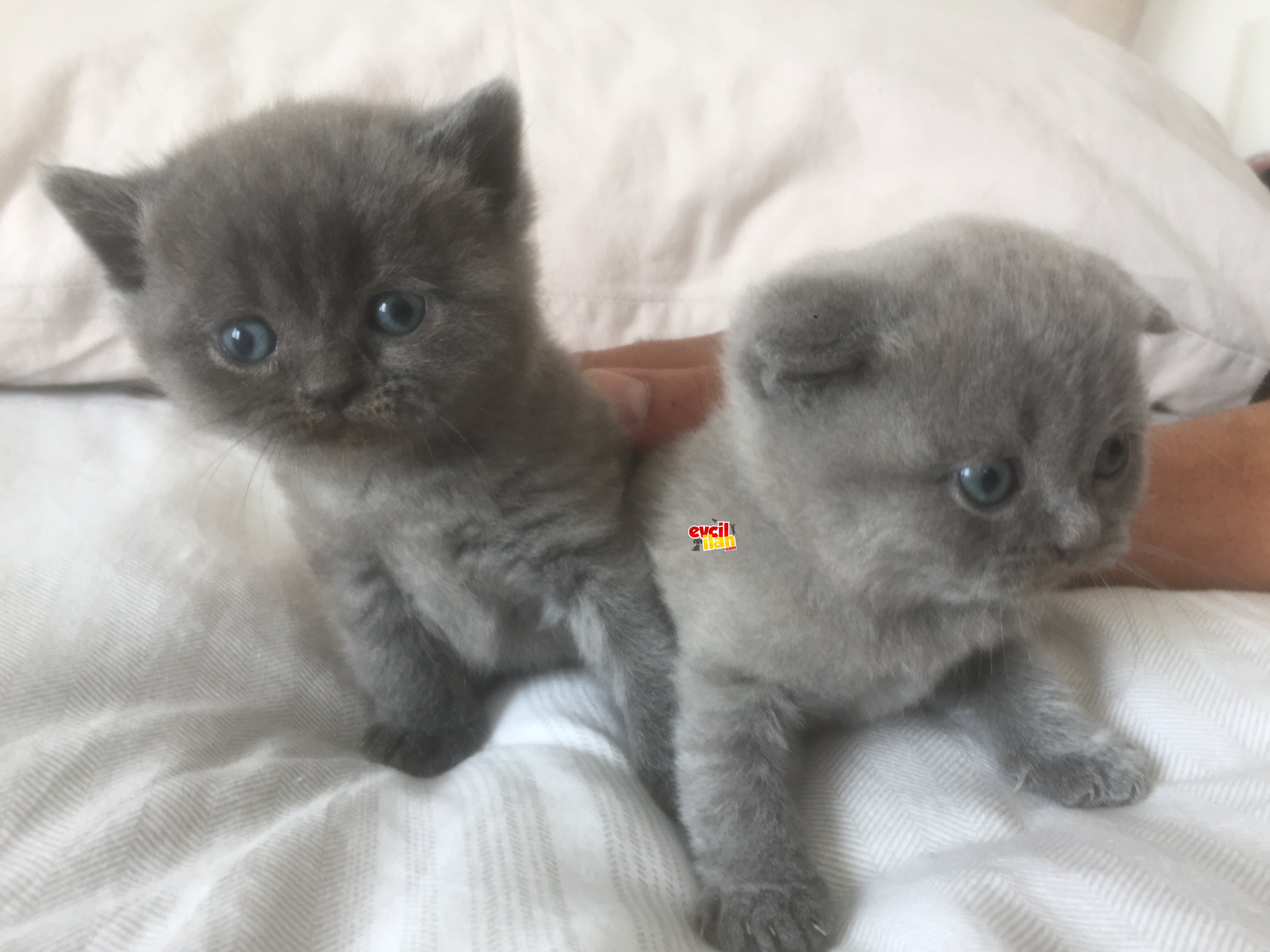 Scotish ve british yavrularımız yeni yuvalarını bekliyor