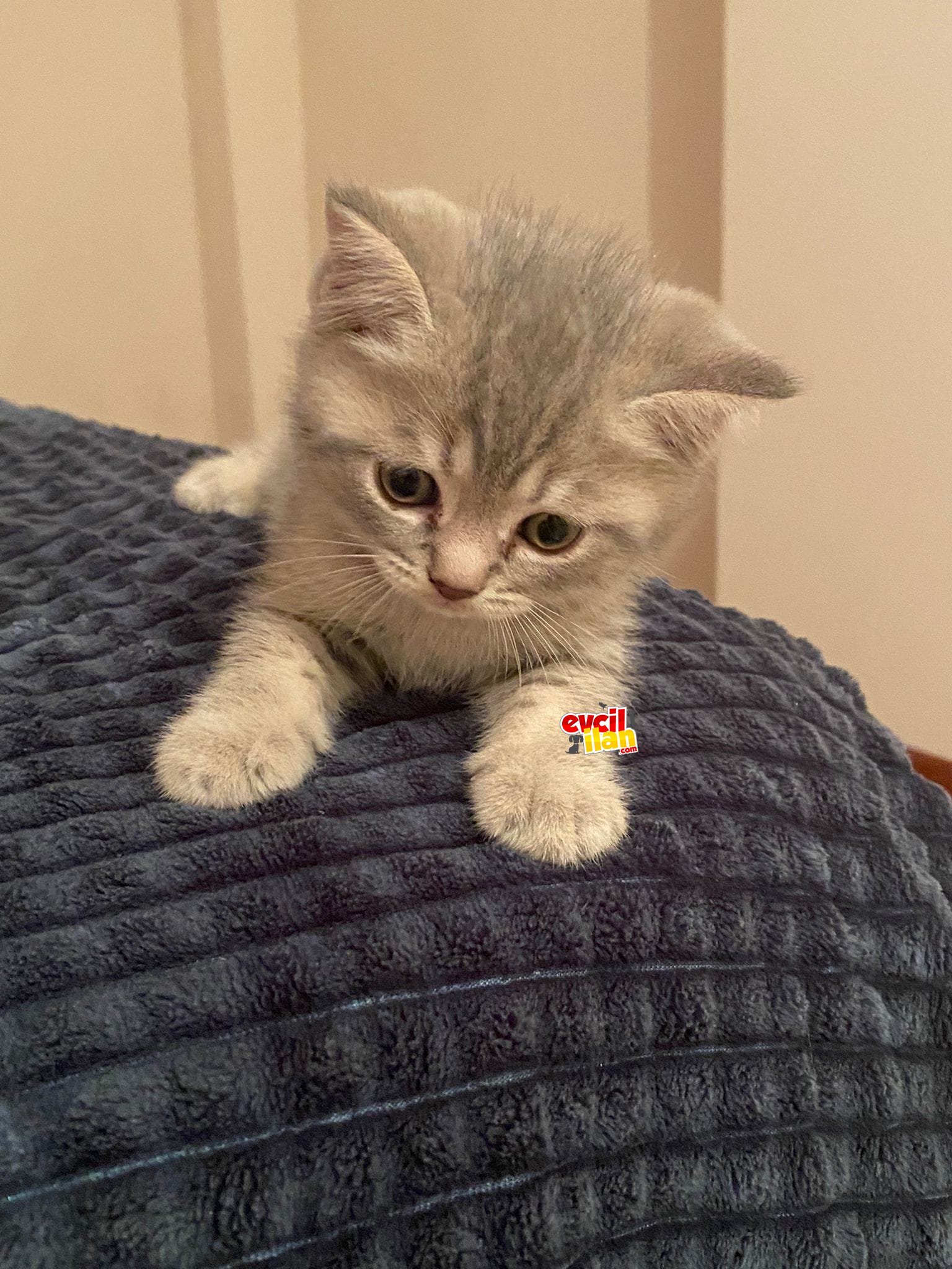 scottis fold ve british shorthair 