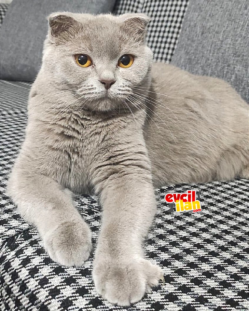 Scottish Fold 14 aylık dişi 