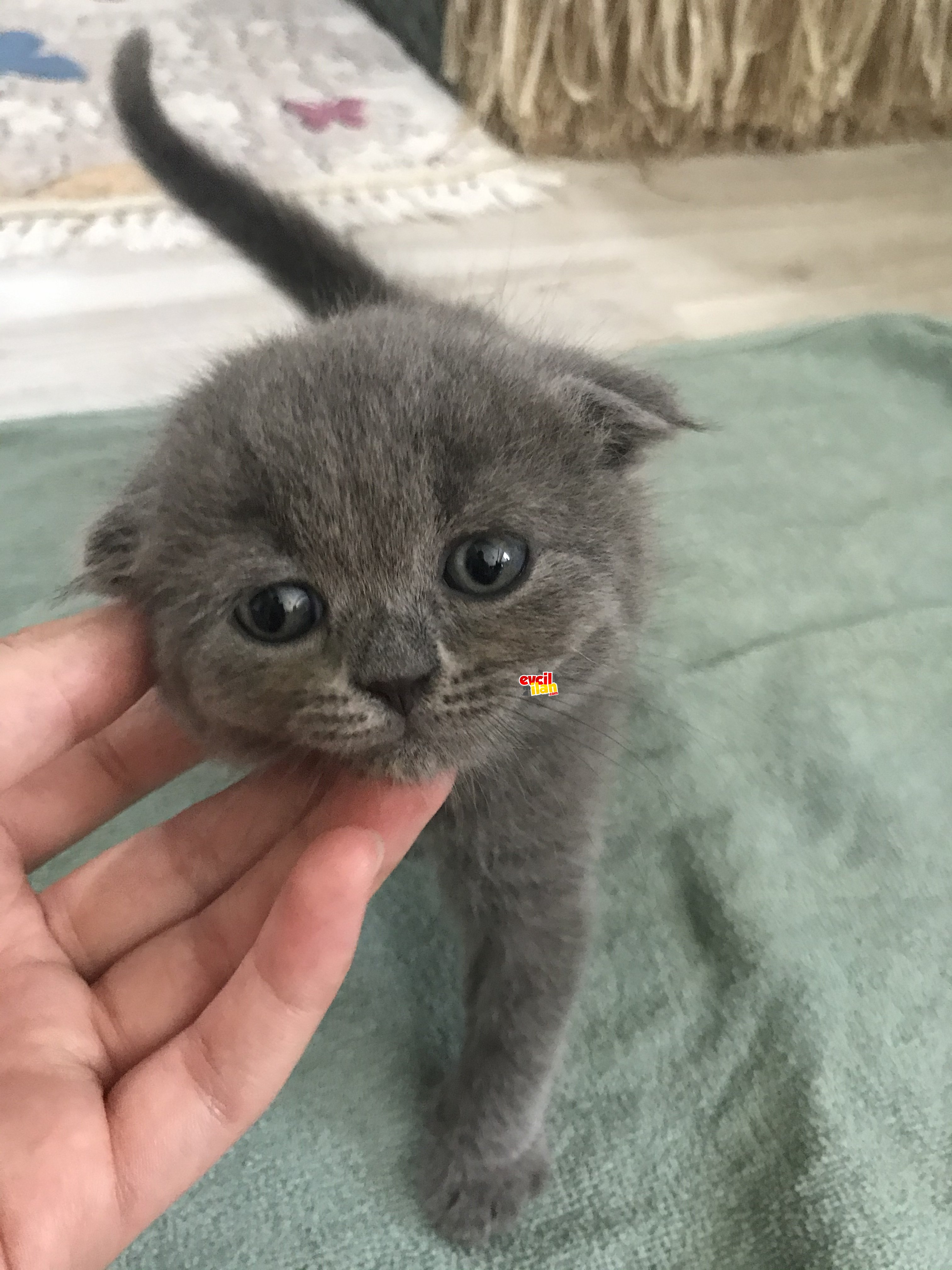 Scottish fold 1.5 aylık kedi