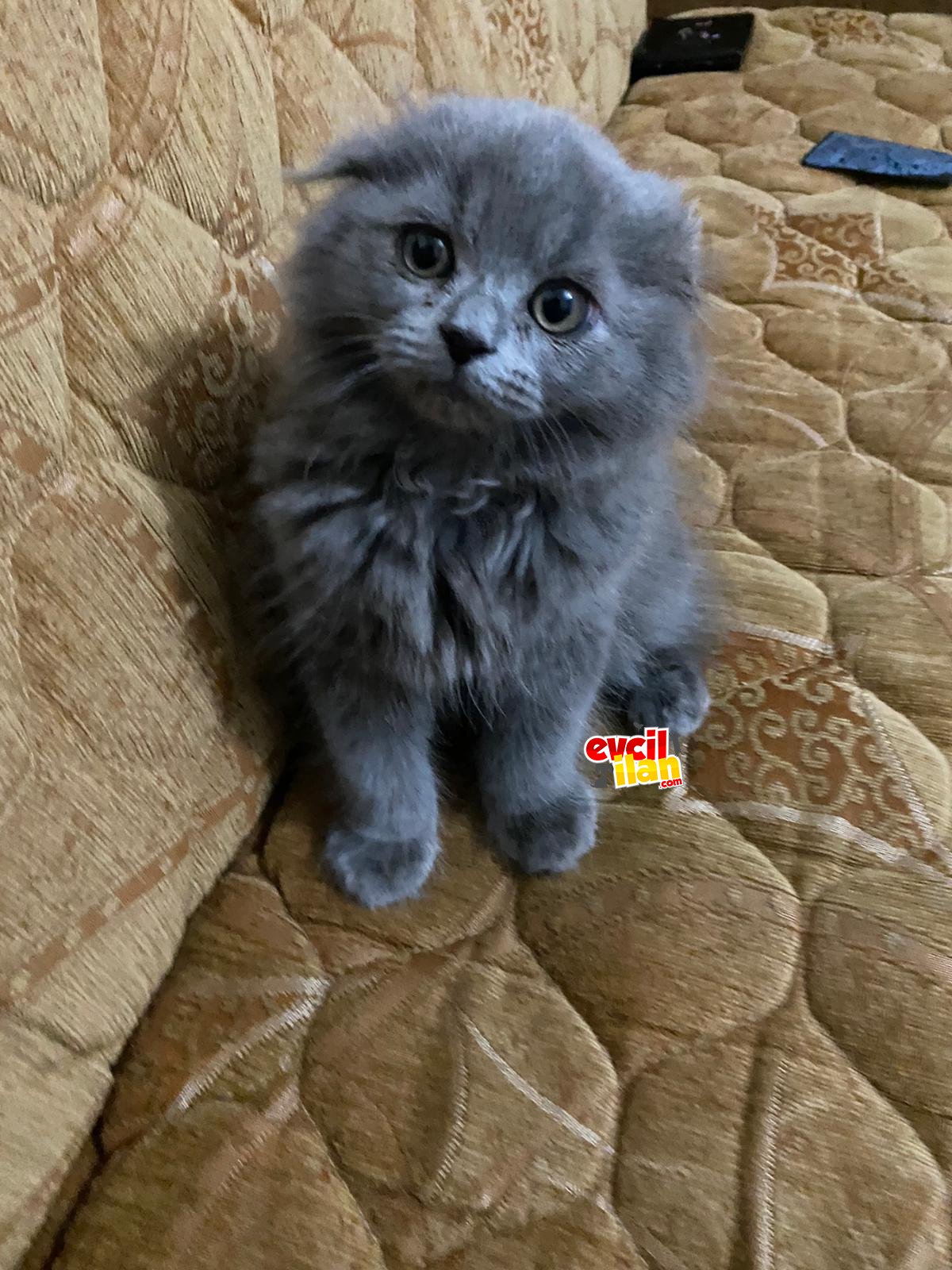 Scottish fold 2 aylık dişi yavrumuz 