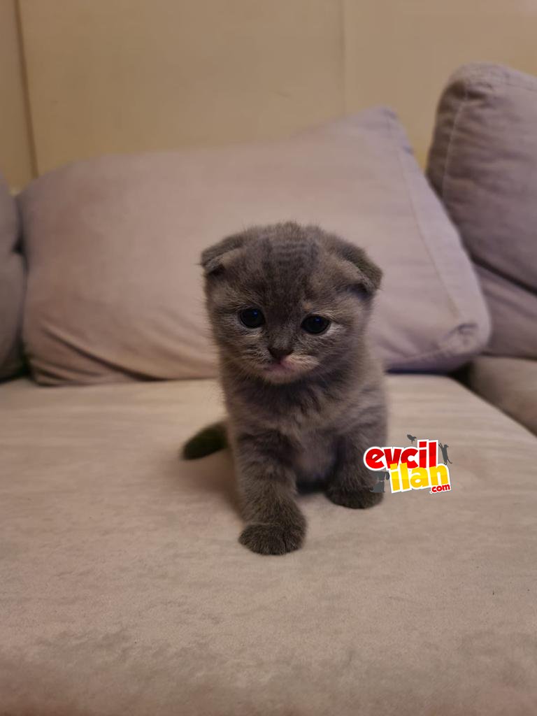 Scottish Fold 2 AYLIK YAVRU PETSHOP DEĞİLİZ UYGUN VERİLECEKTİR