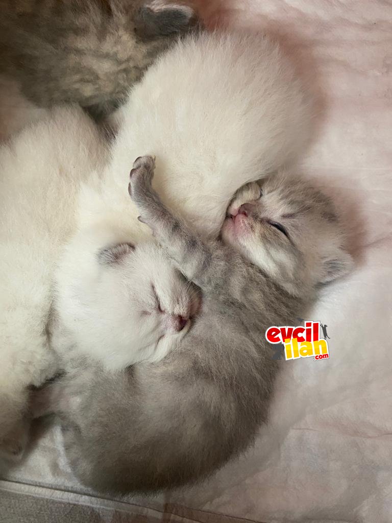 Scottish Fold Beyaz Milka Yavrumuz