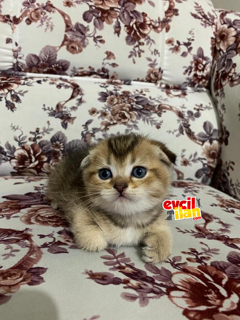 Scottish Fold black golden kalite