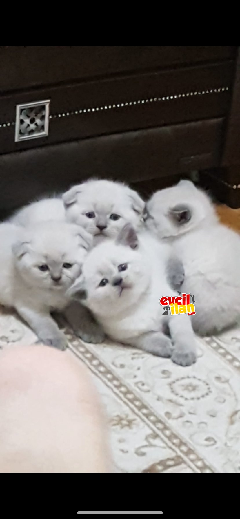 Scottish fold blue point erkek ve british shorthair blue point erkek yavrular