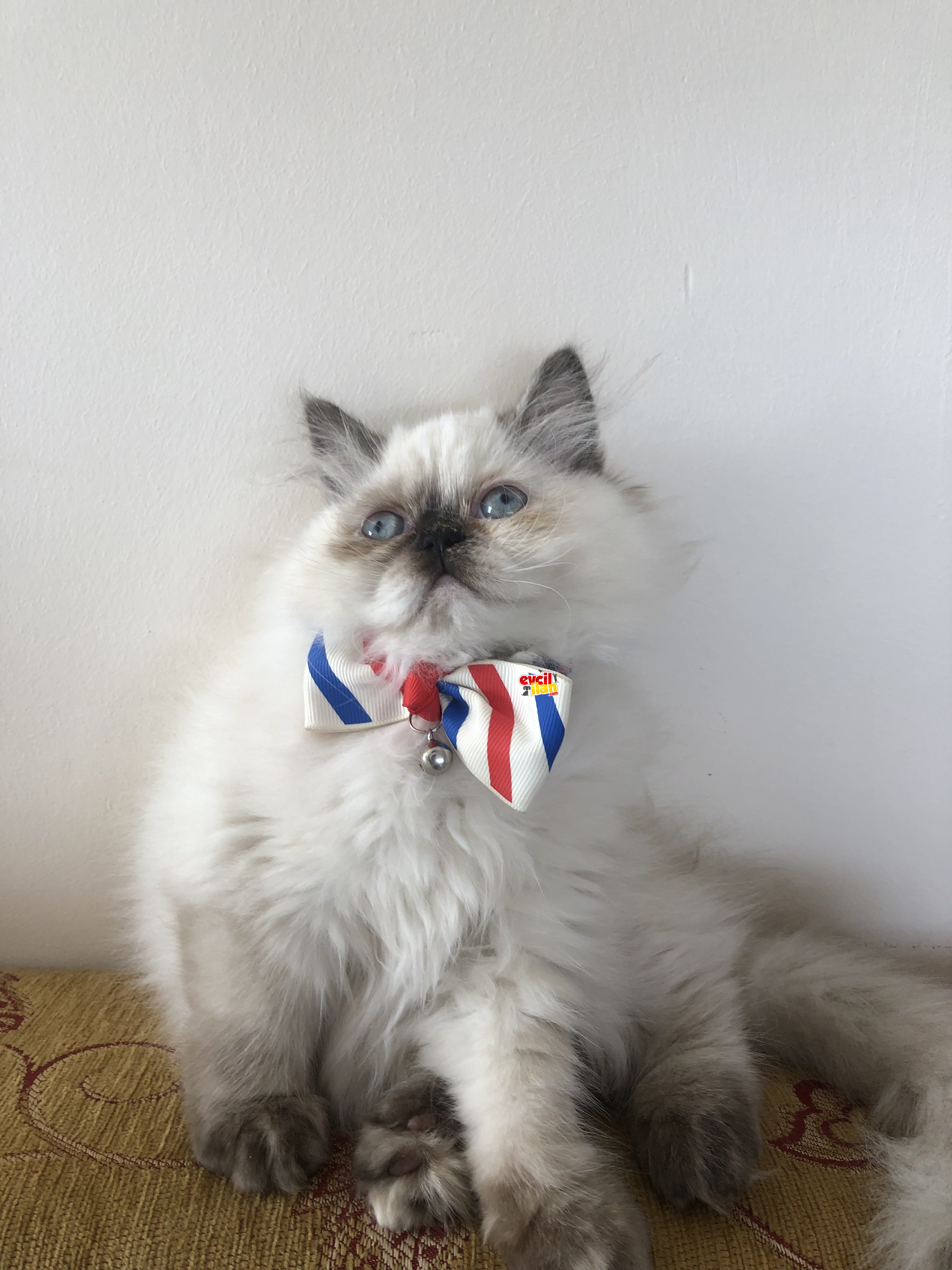 Scottish fold blue point ve Long hair