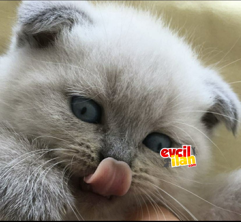 Scottish Fold blue point 