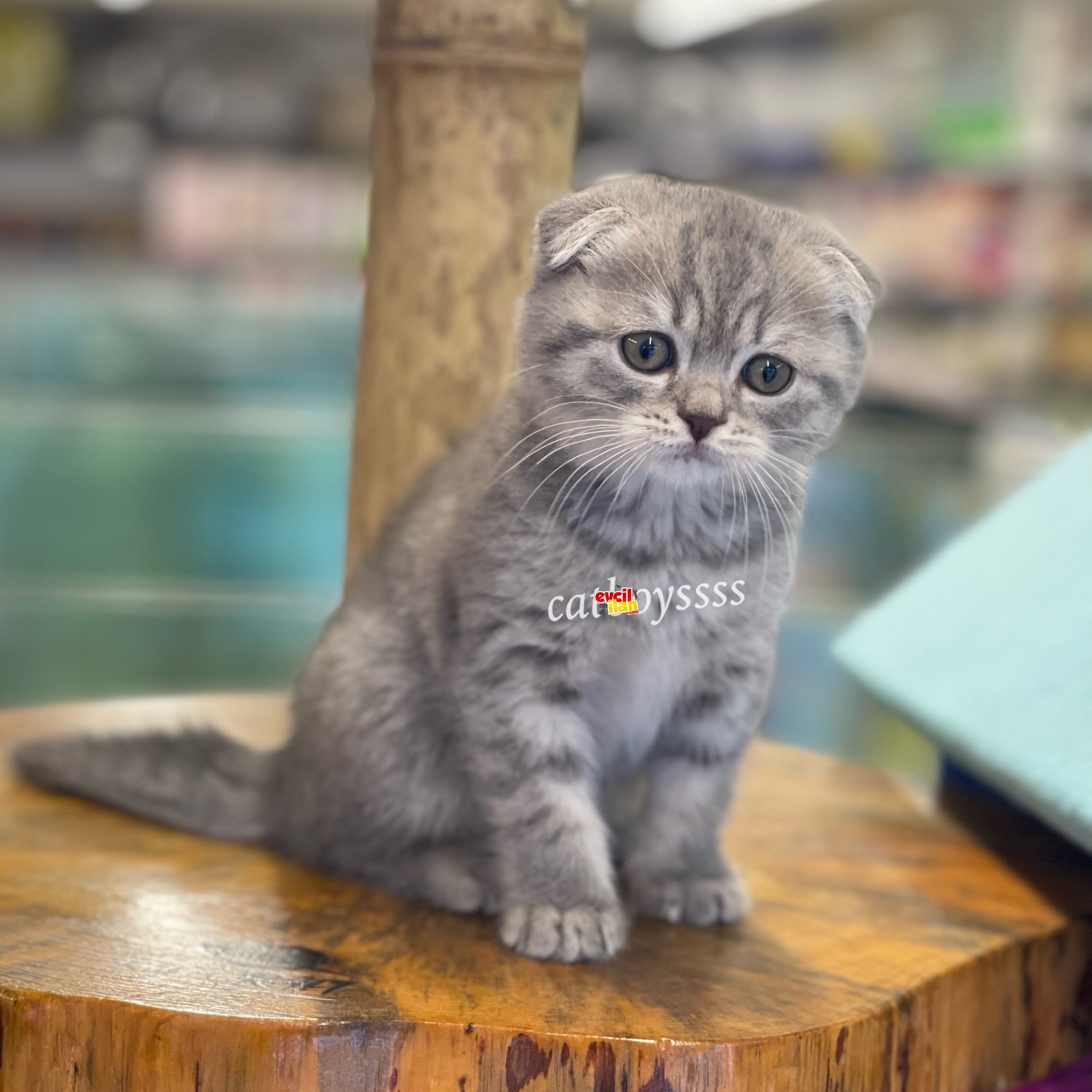 Scottish fold blue tabby dişi yavrumuz