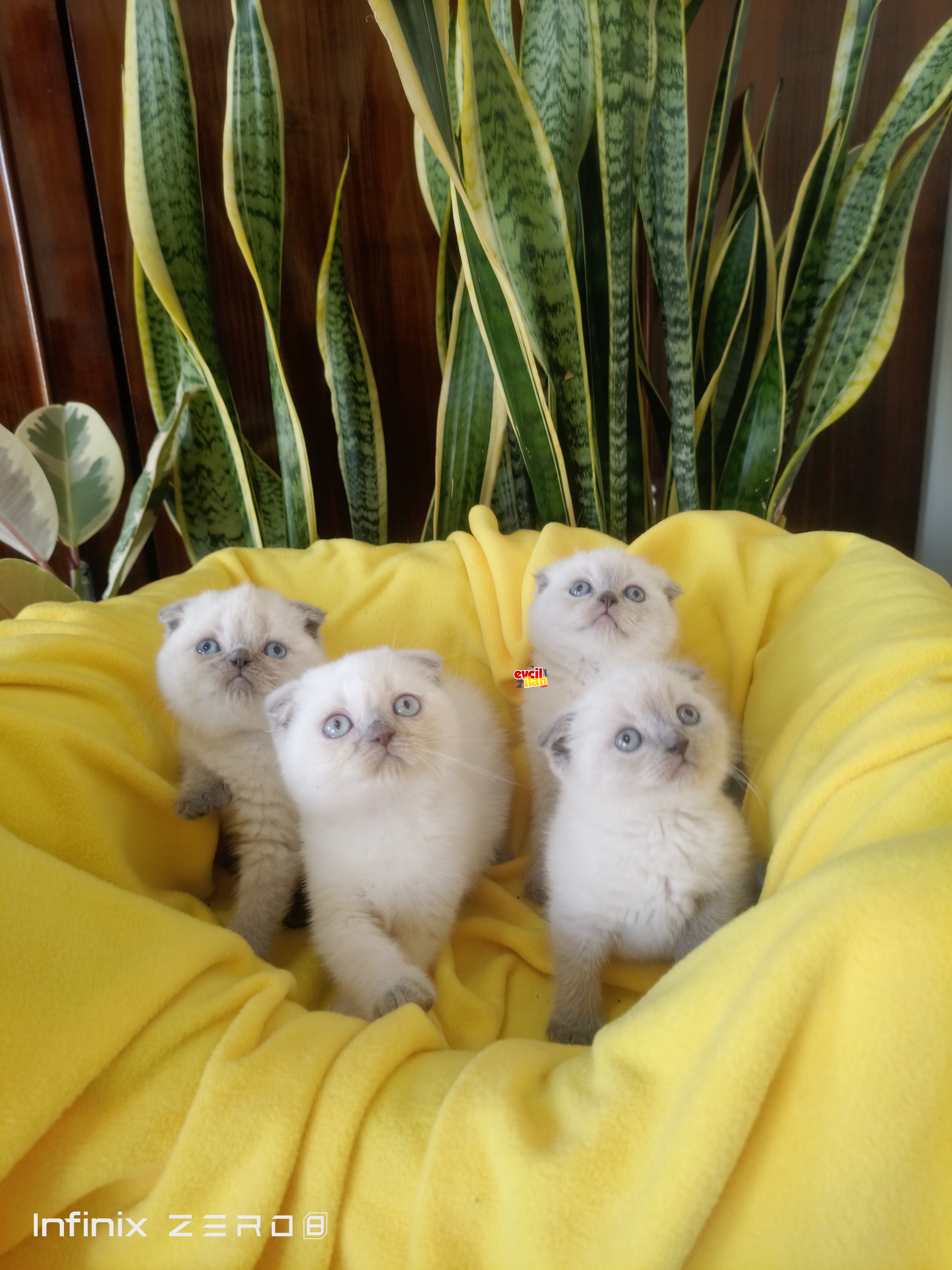 scottish fold blue yavrularımız