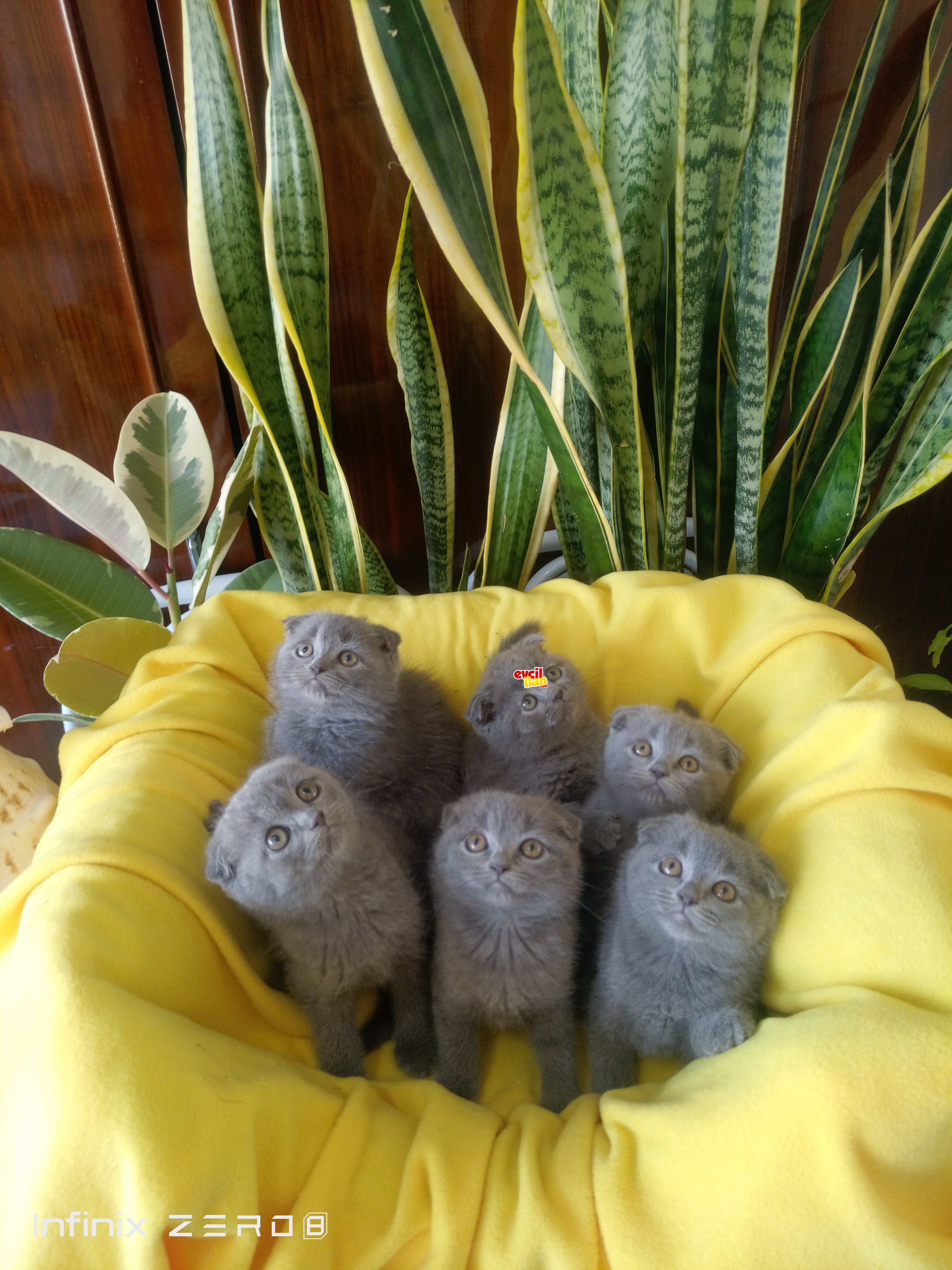 scottish fold blue yavrularımız