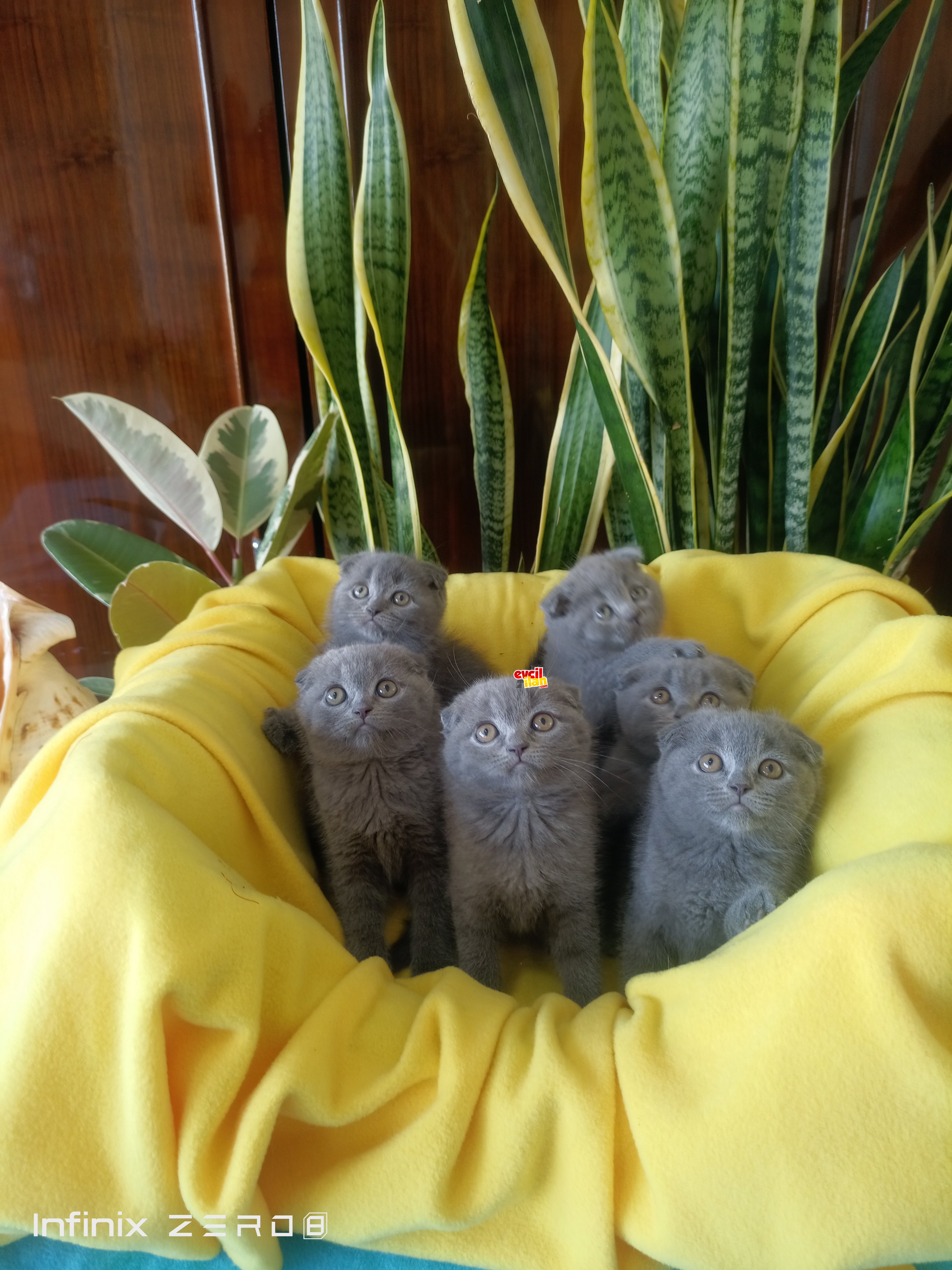 scottish fold blue yavrularımız