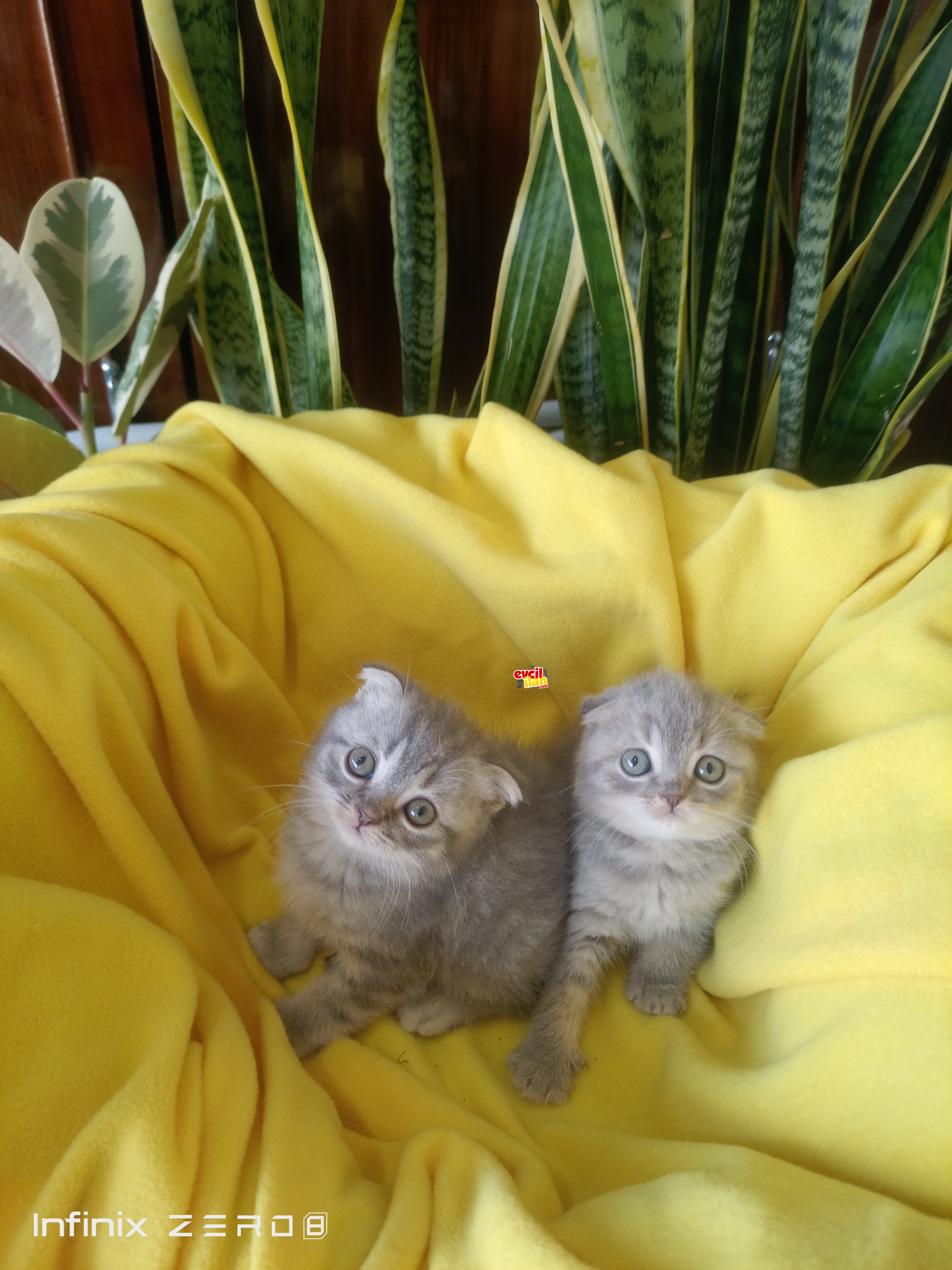 scottish fold blue yavrularımız