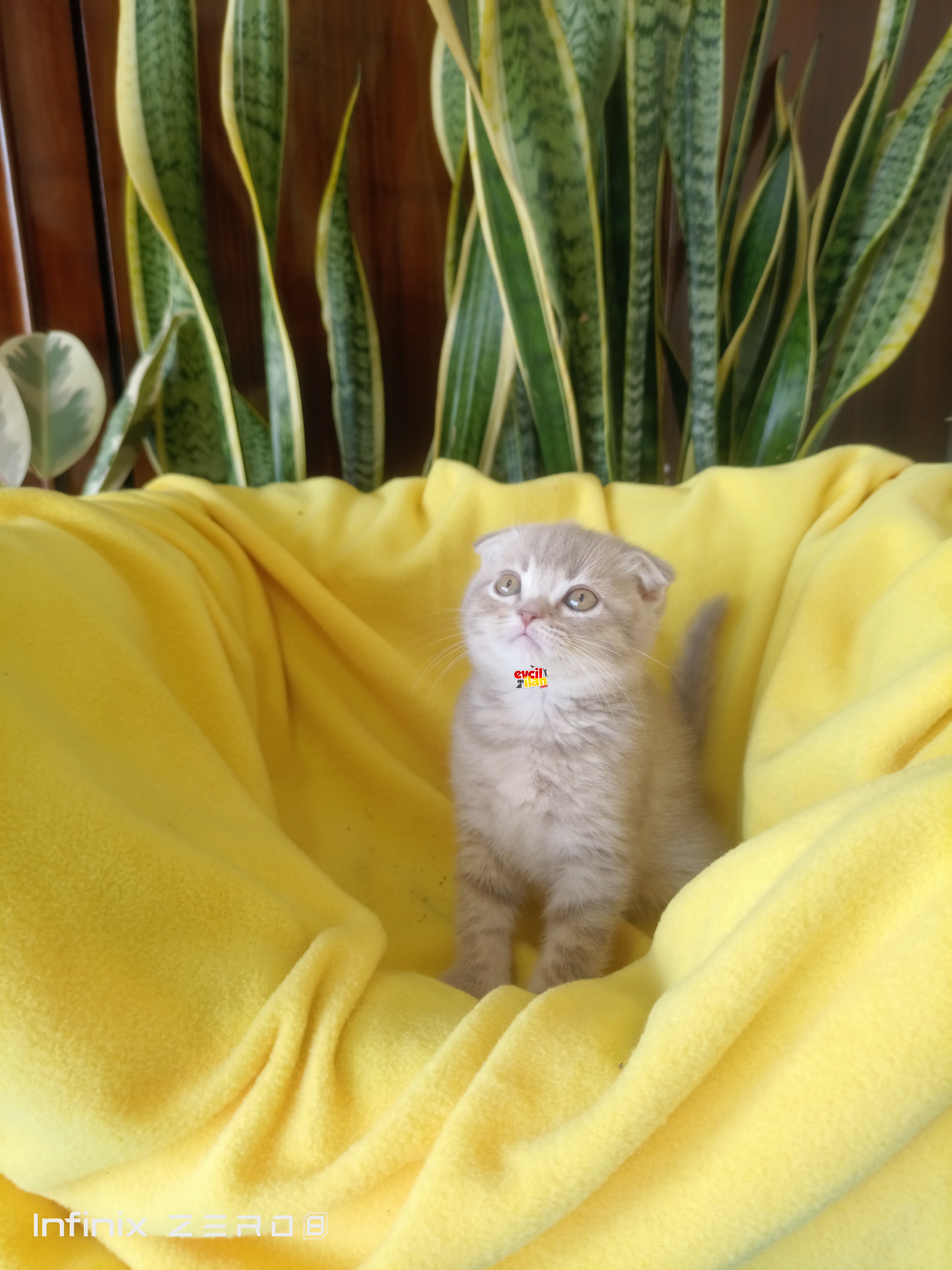 scottish fold blue yavrularımız