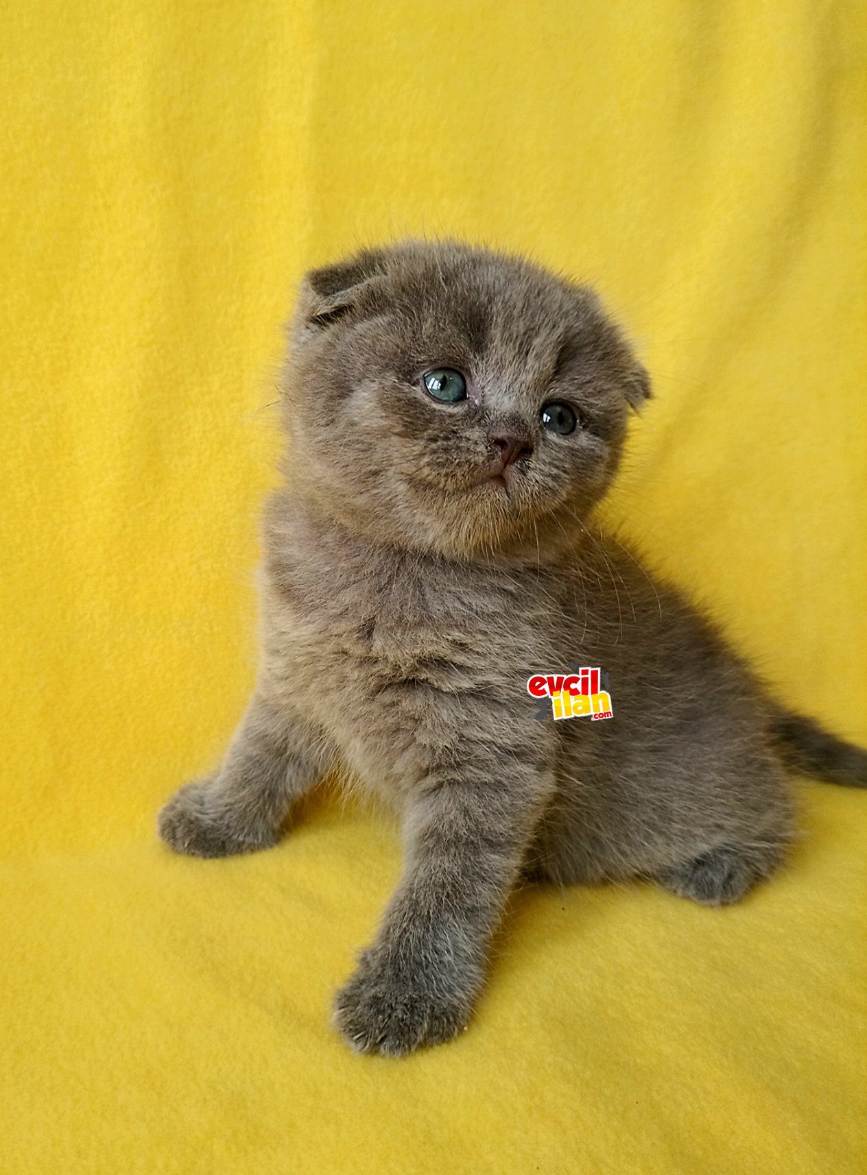 scottish fold blue yavrularımız