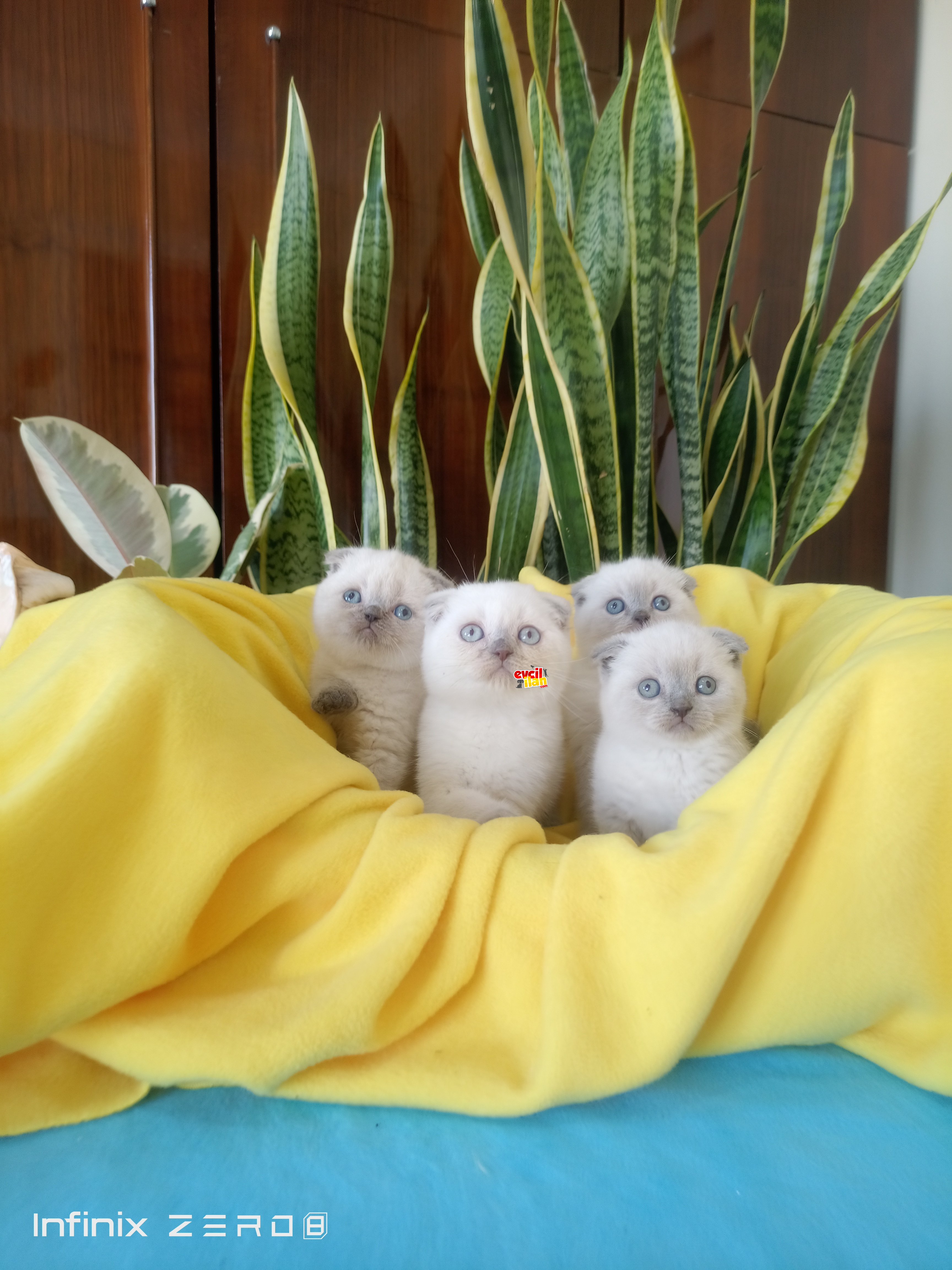 scottish fold blue yavrularımız