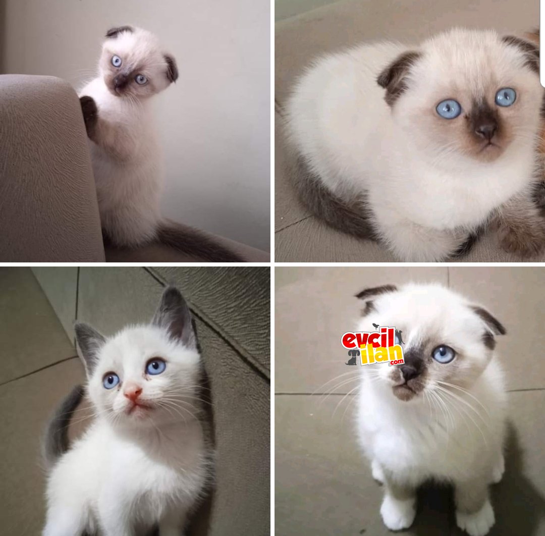 Scottish Fold - Bluepoint Yavrular 2aylık