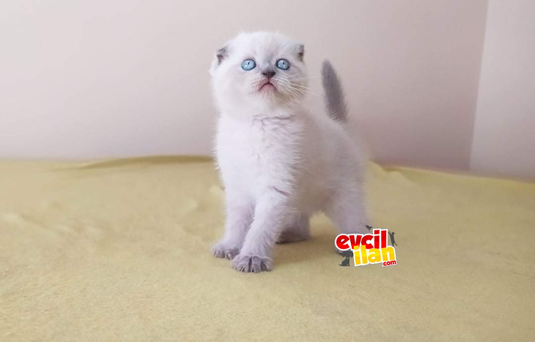 Scottish Fold - British Shorthair - Scottish Straight