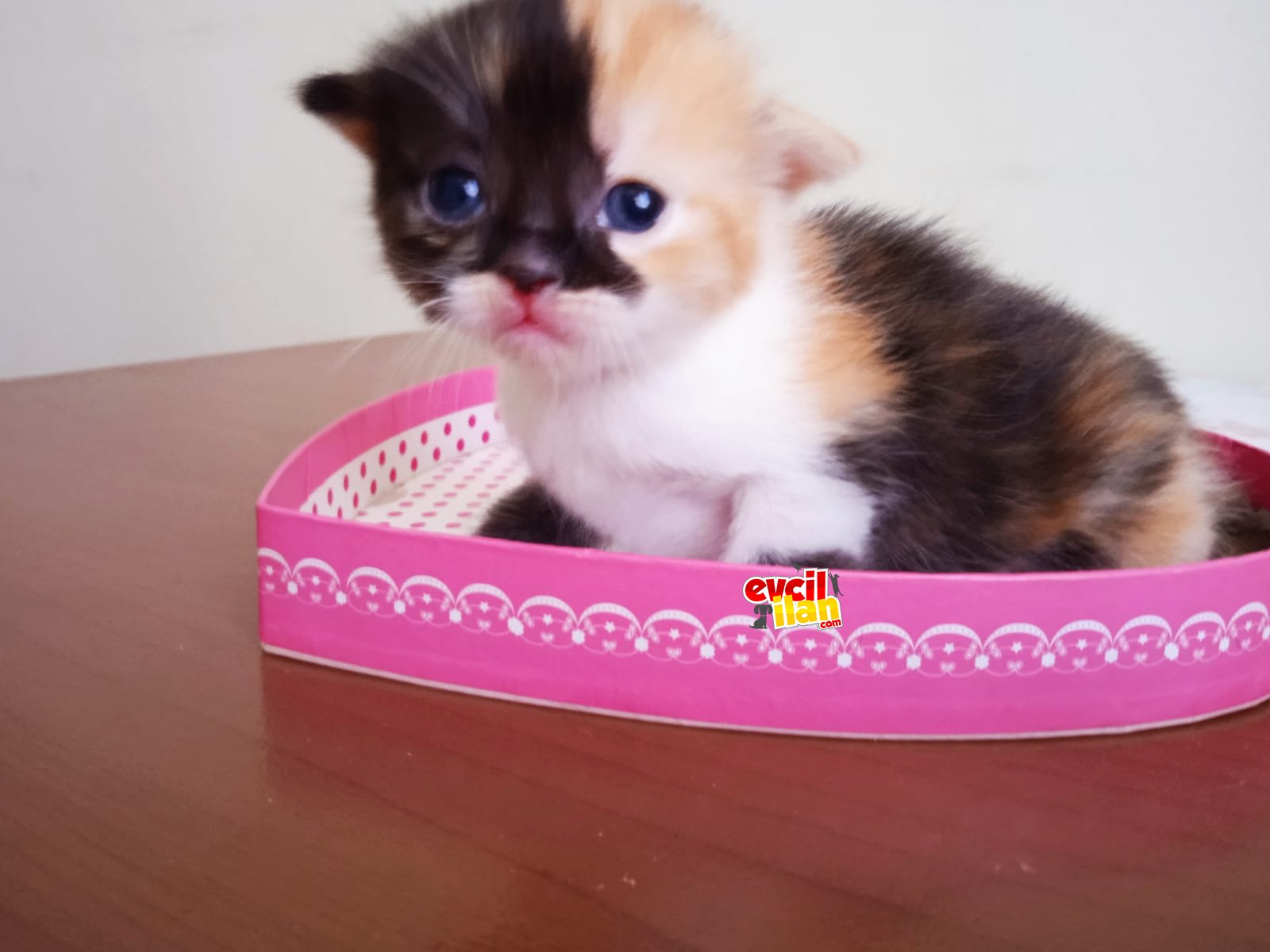 Scottish fold calico ve straight uygun