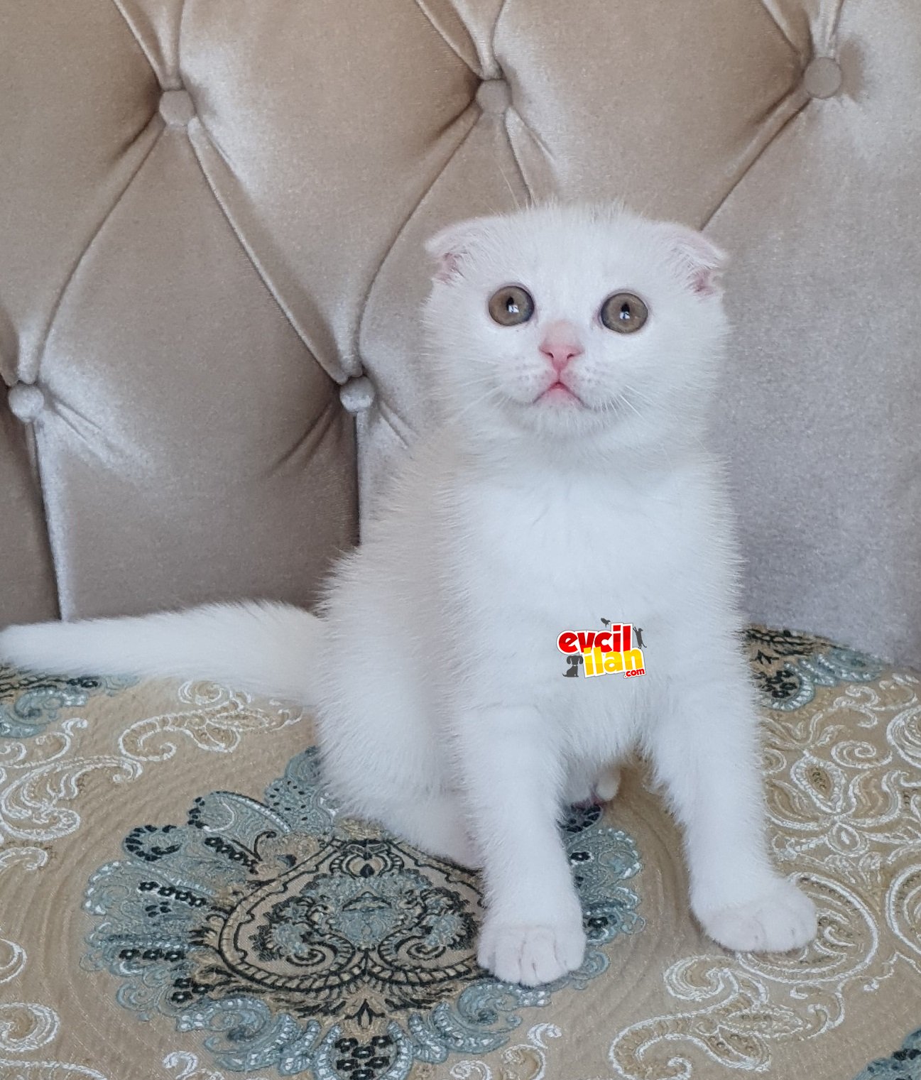 Scottish Fold Dişi Yavru