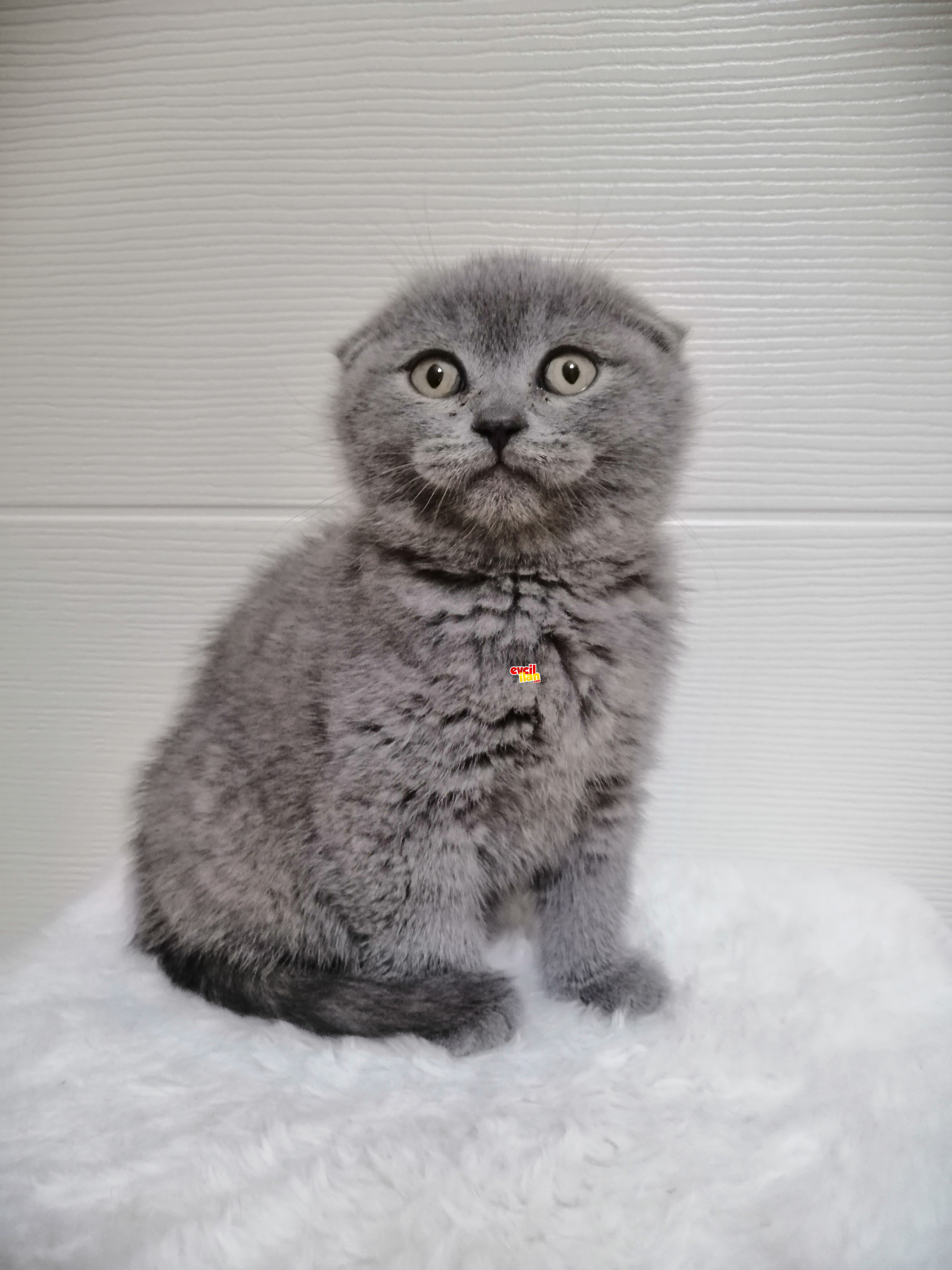 Scottish Fold Dişi Yavru