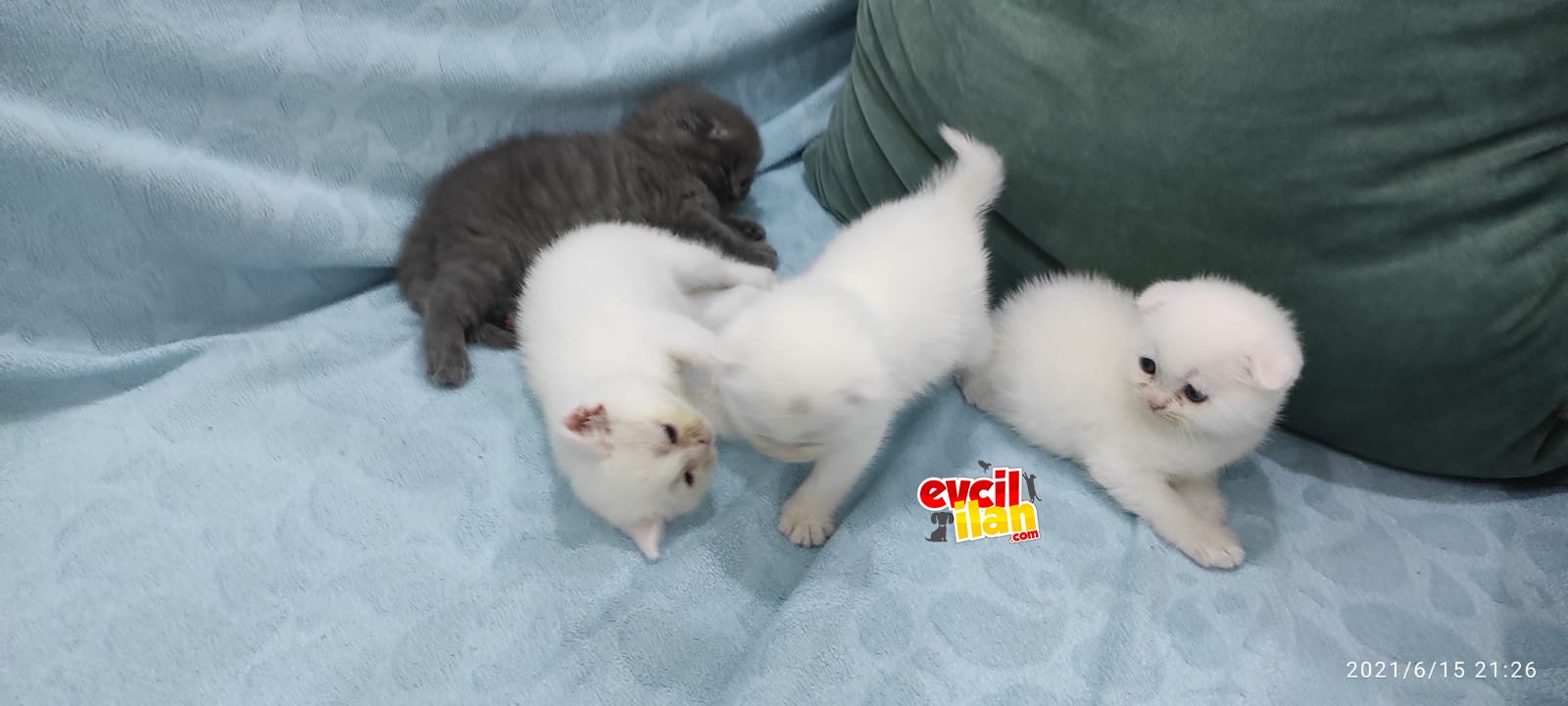 Scottish fold dişi