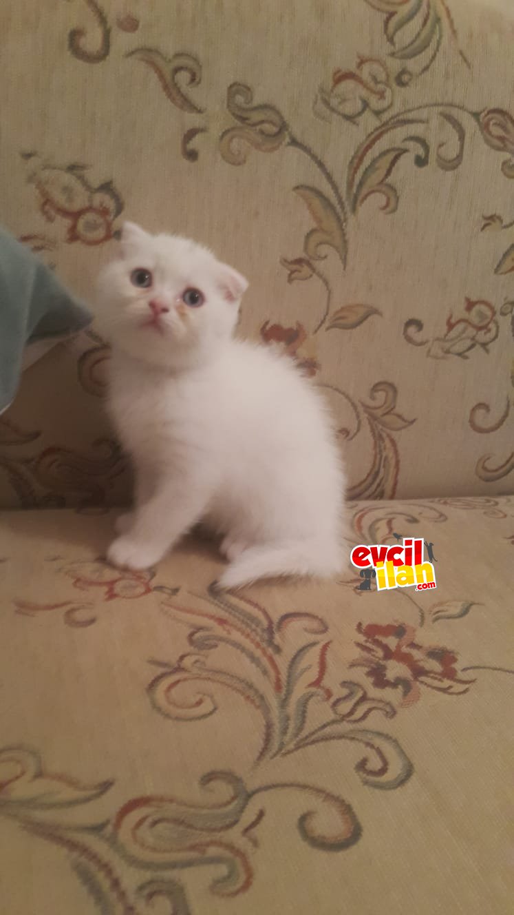 Scottish fold dişi