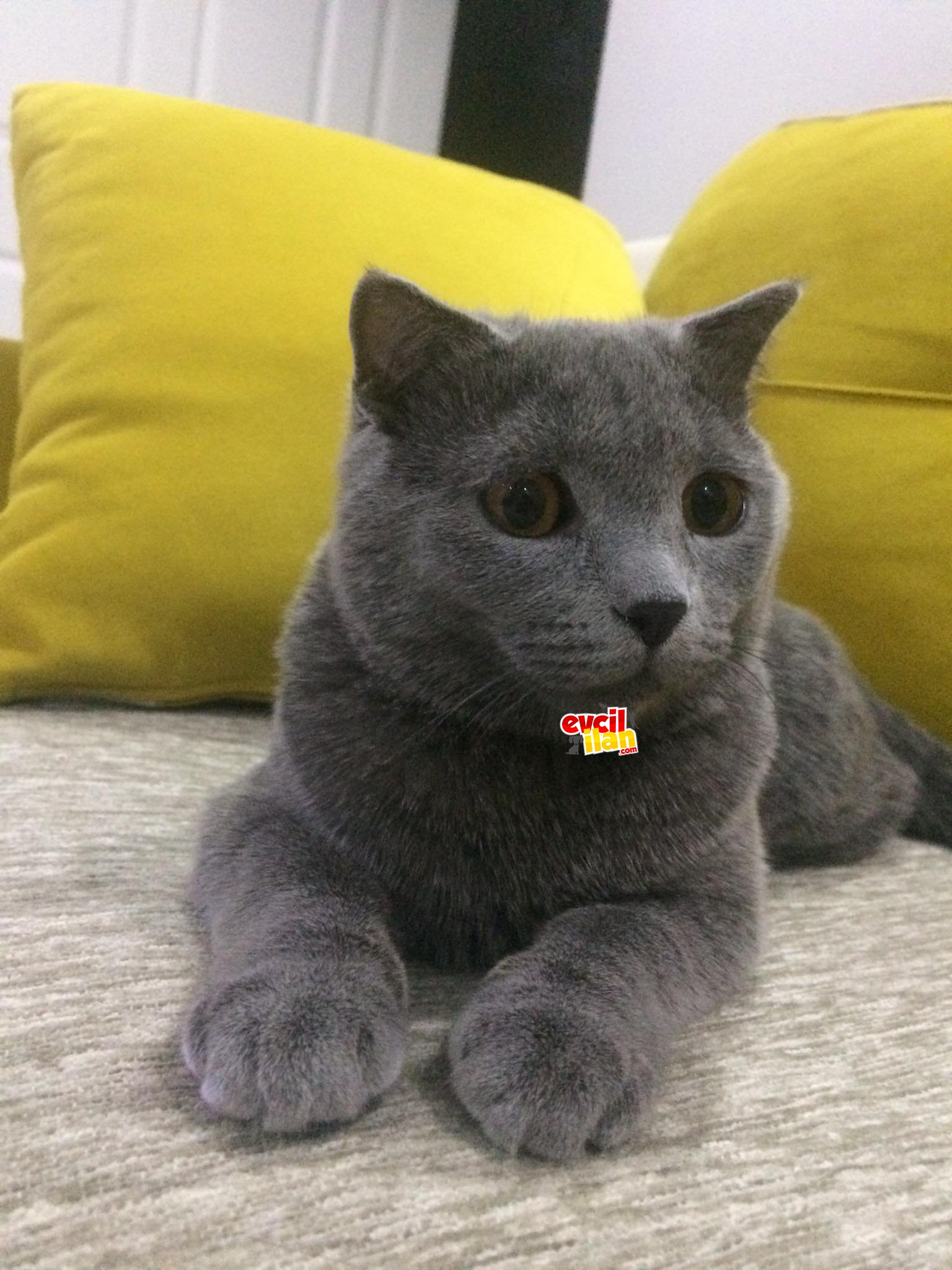  Scottish Fold Dişi