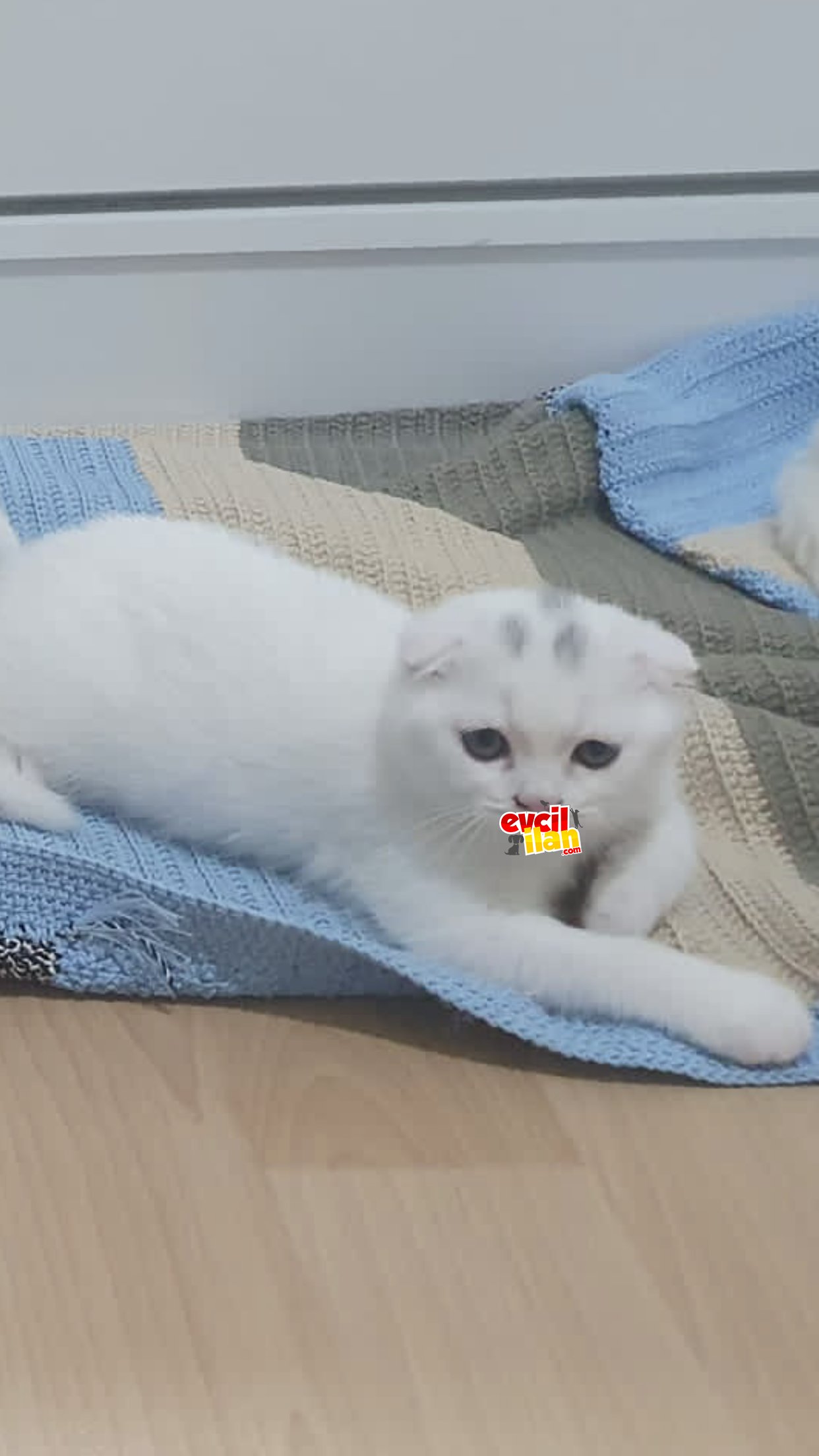 Scottish fold erkek beyaz kedi acil 
