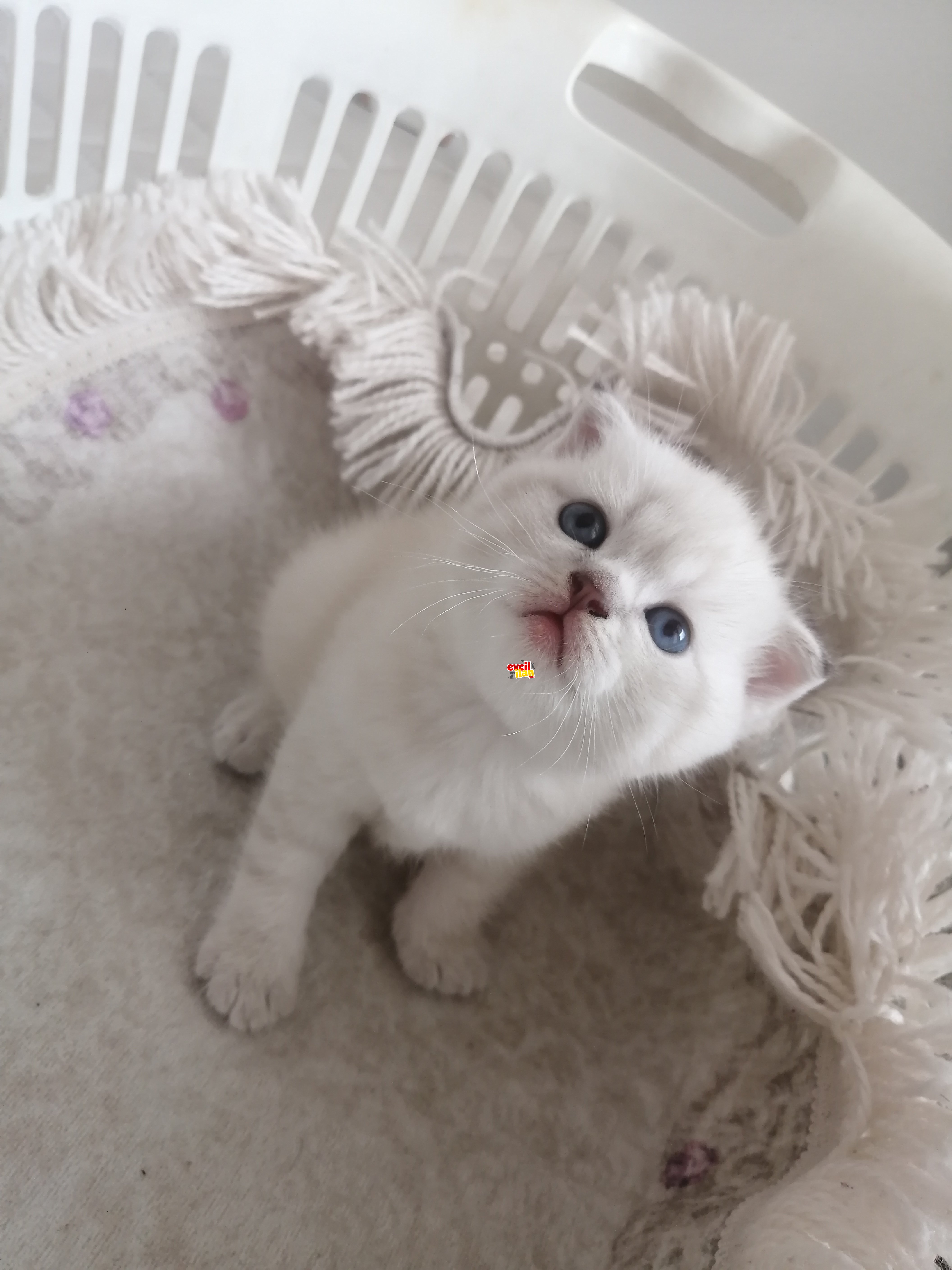 Scottish fold erkek güzeli 