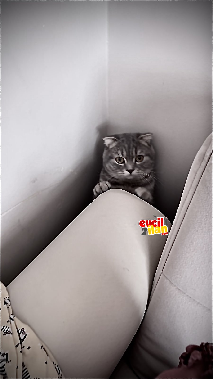 Scottish Fold erkek kedimize eş arıyoruz