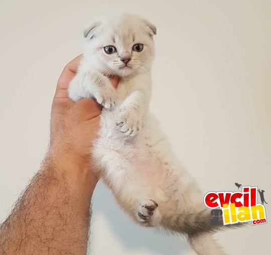 Scottish fold erkek (rezerve ilanıdır)