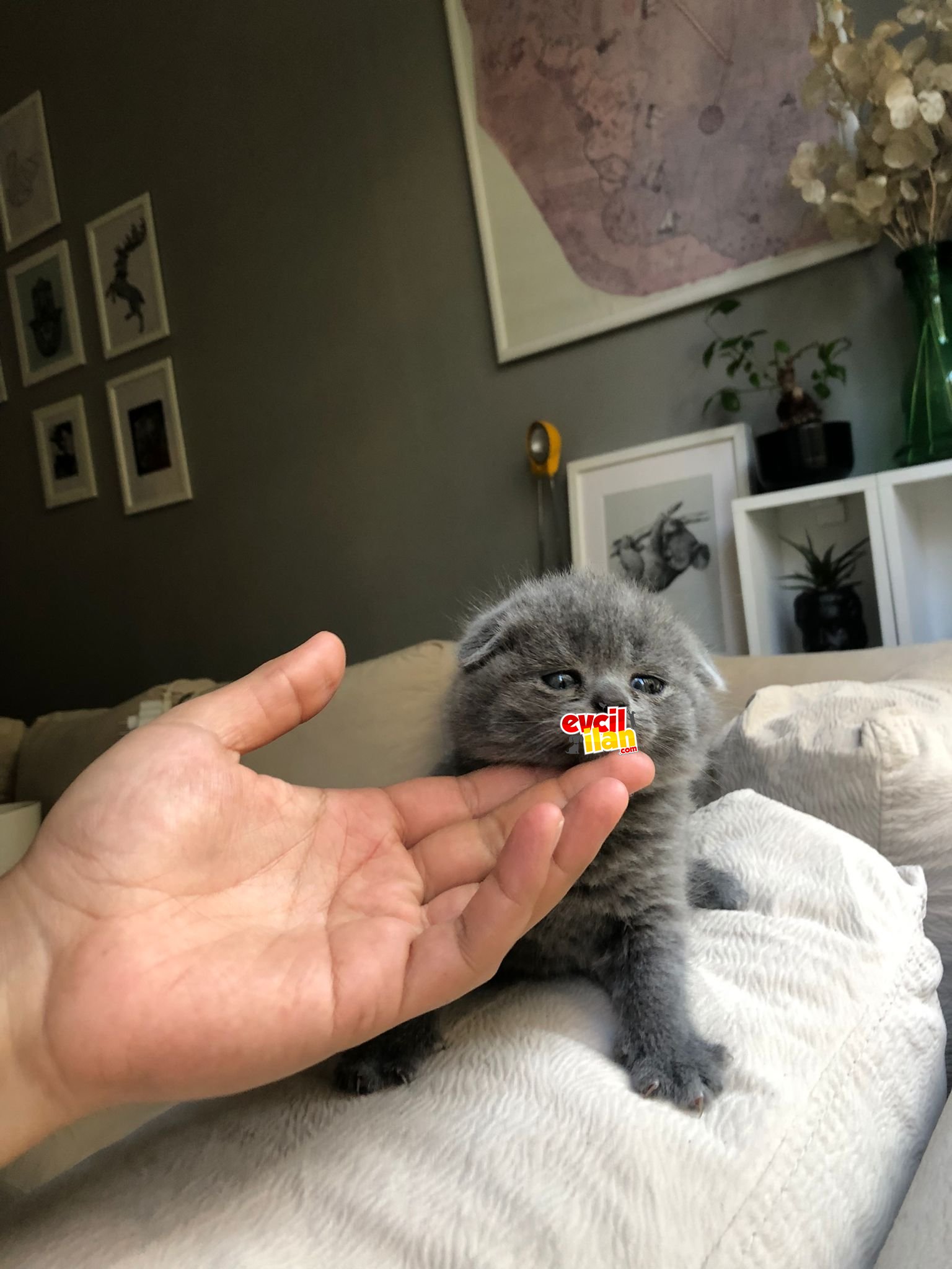 Scottish Fold erkek ve dişi yavrular - Bursa