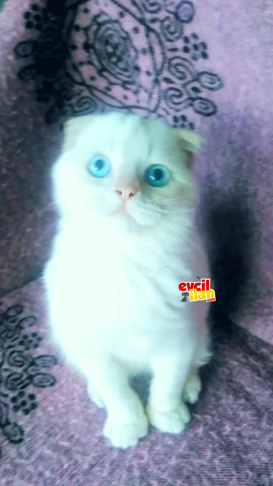 Scottish fold erkek yavrular 