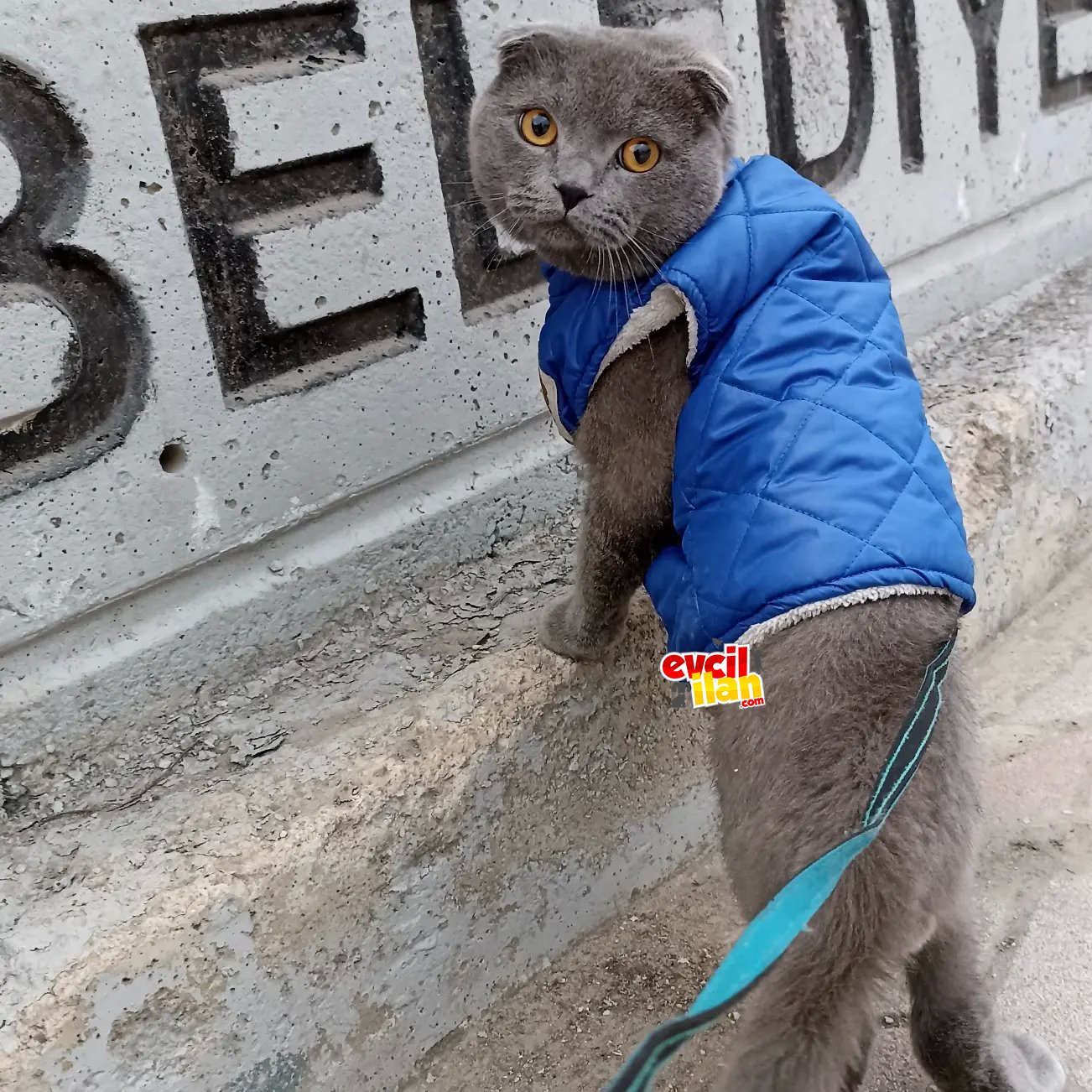 Scottish Fold Erkek 