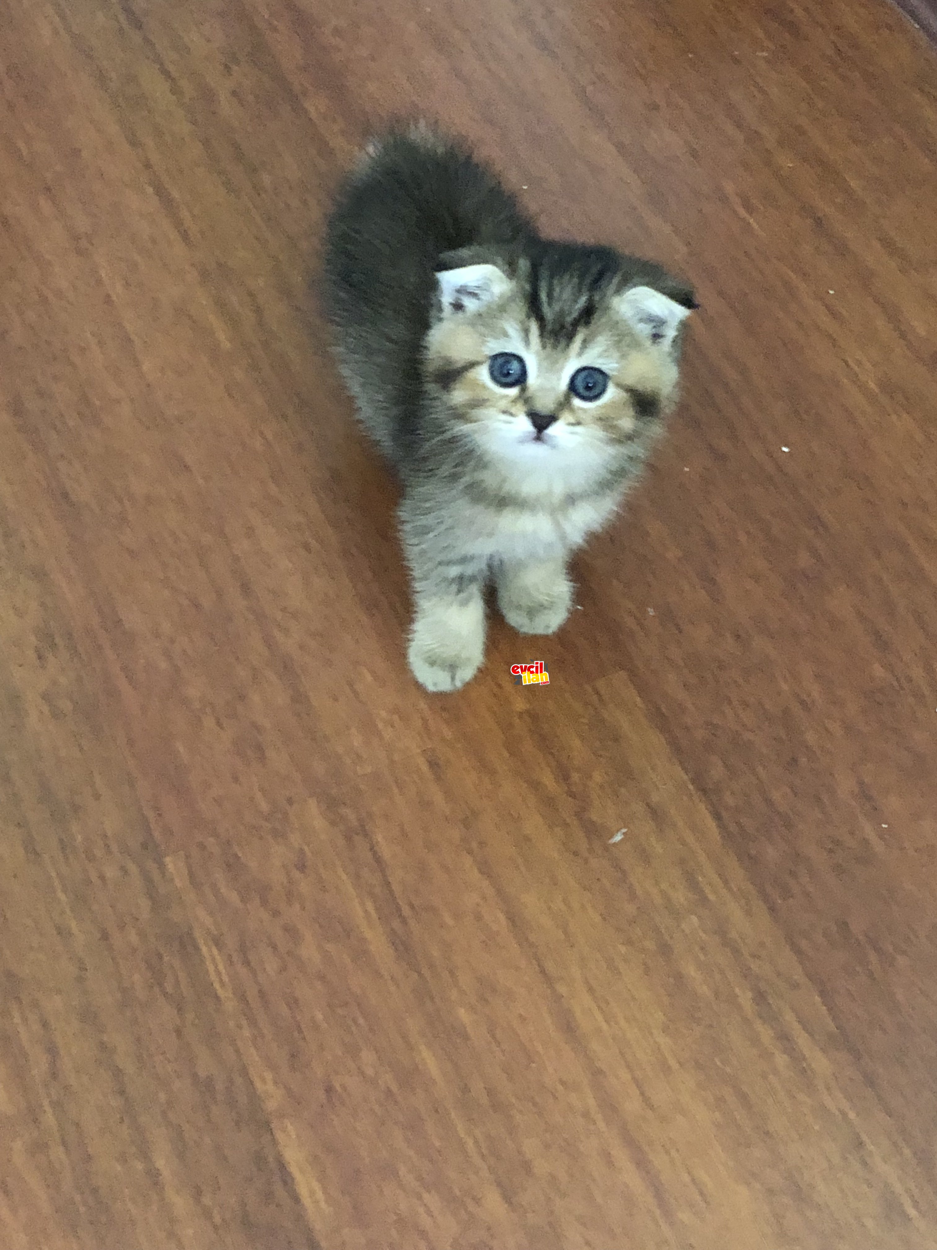 Scottish Fold Golden Ny25 Yavrumuz Yeni Yuvasını Arıyor