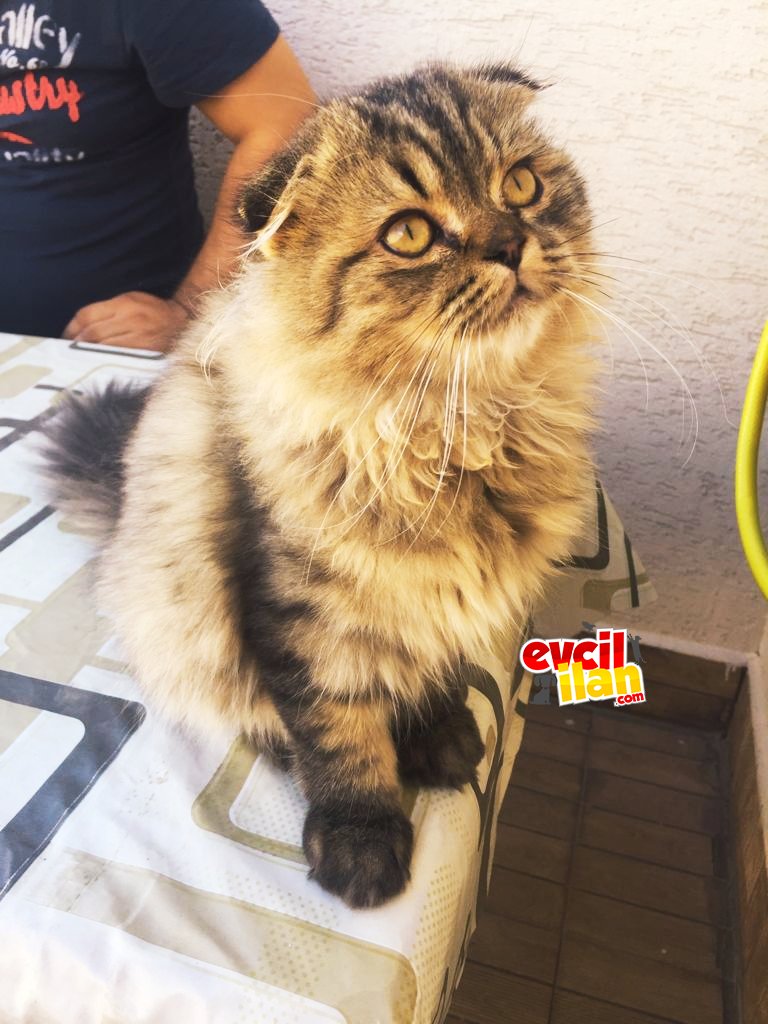 ‘Scottish fold golden tabby’ cinsi oğlumuz Oscar yeni yuvasını arıyor.