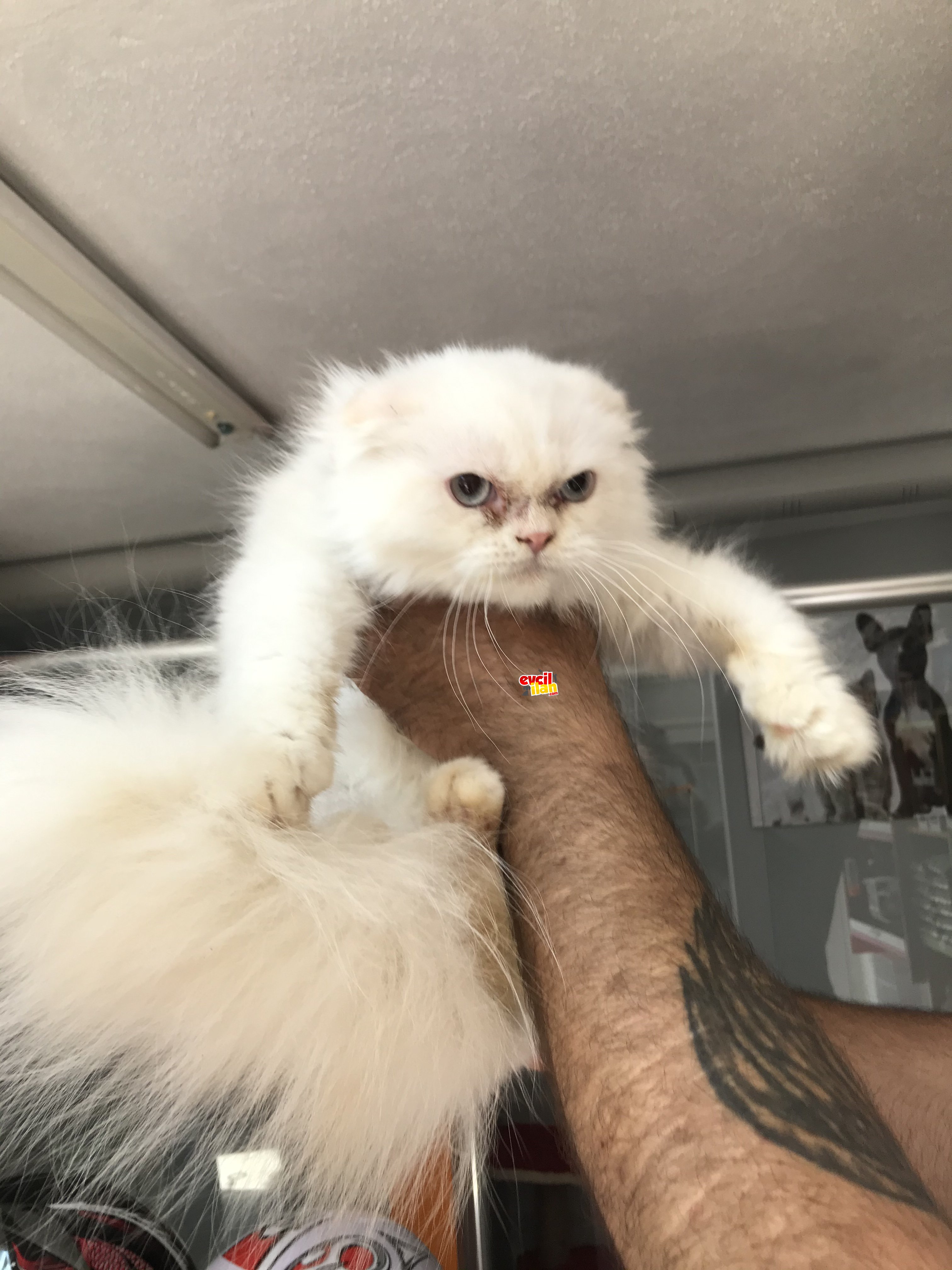 scottish fold highland erkek uzun tüy yapısıyla muhteşem 