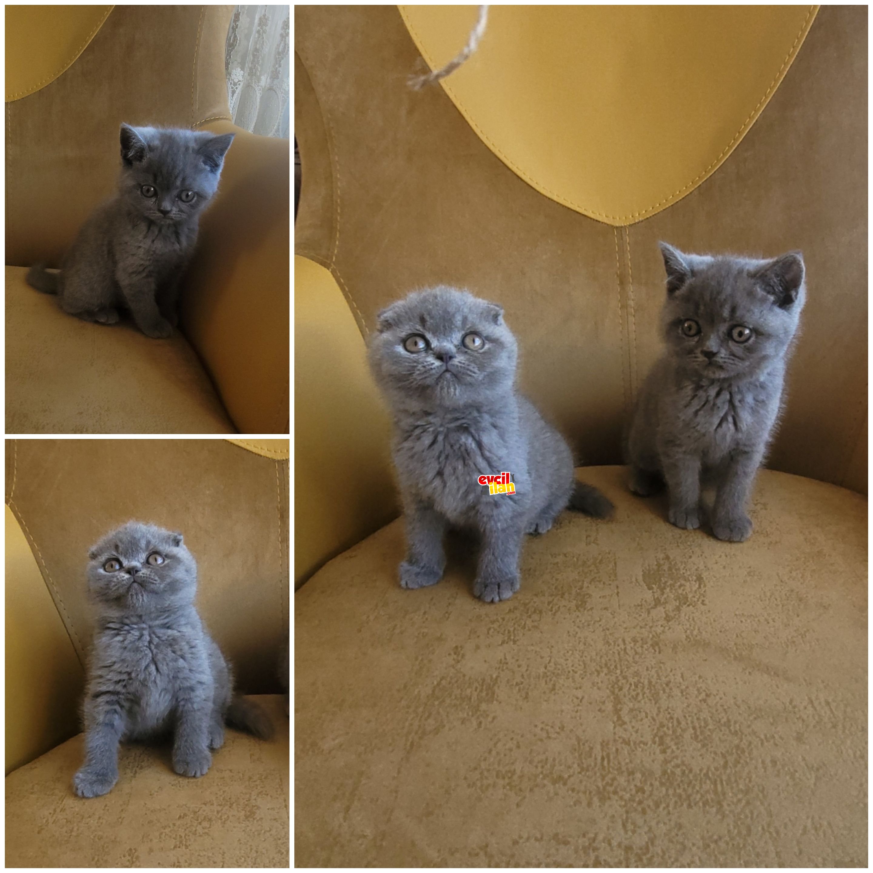 Scottish Fold Kardeşler Biblo Güzellikte 