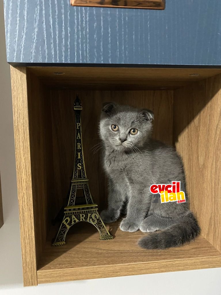 scottish fold kedimiz yeni yuvasını arıyor 