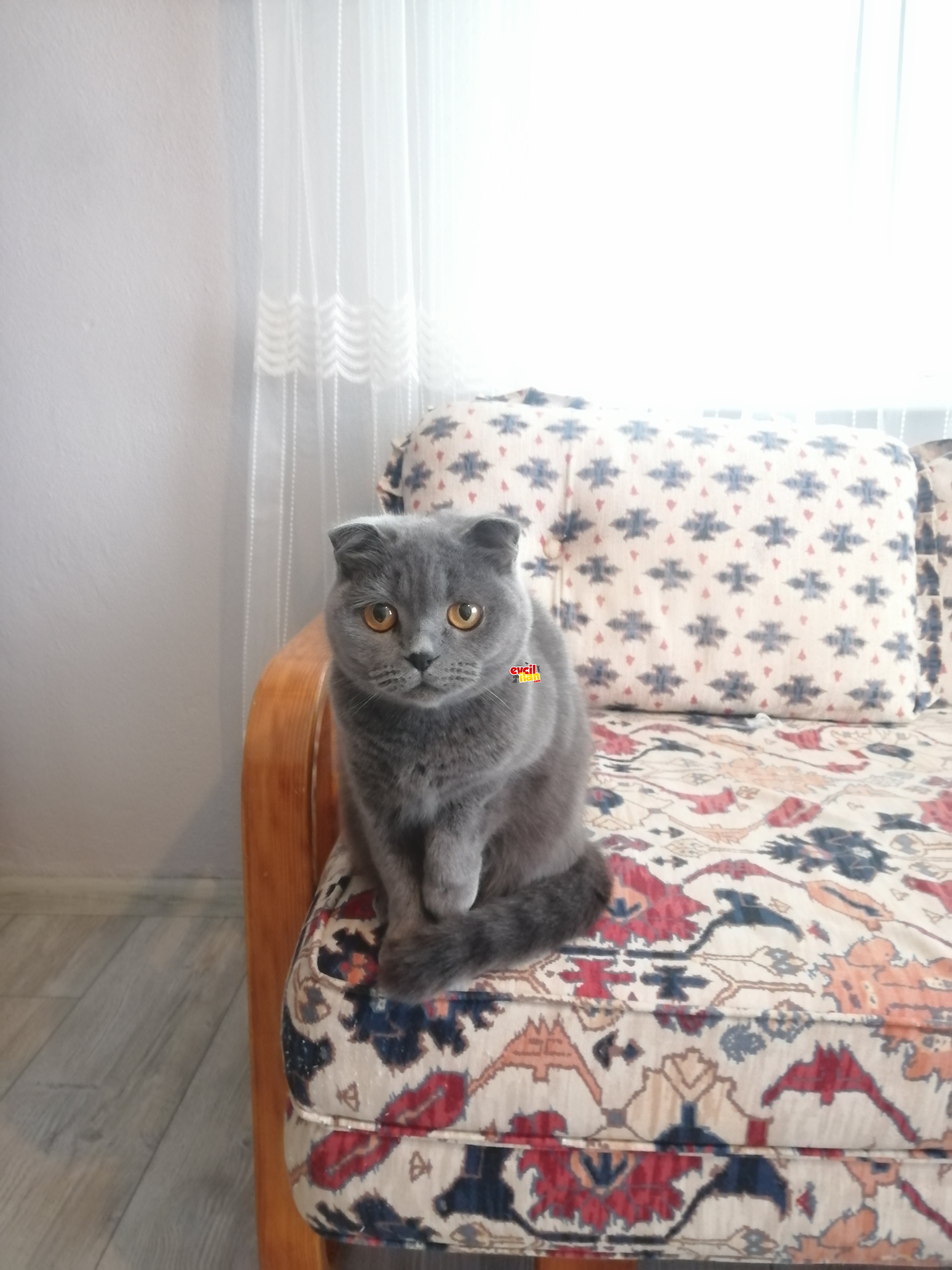 Scottish fold kızımız yeni sahibini bekliyor 