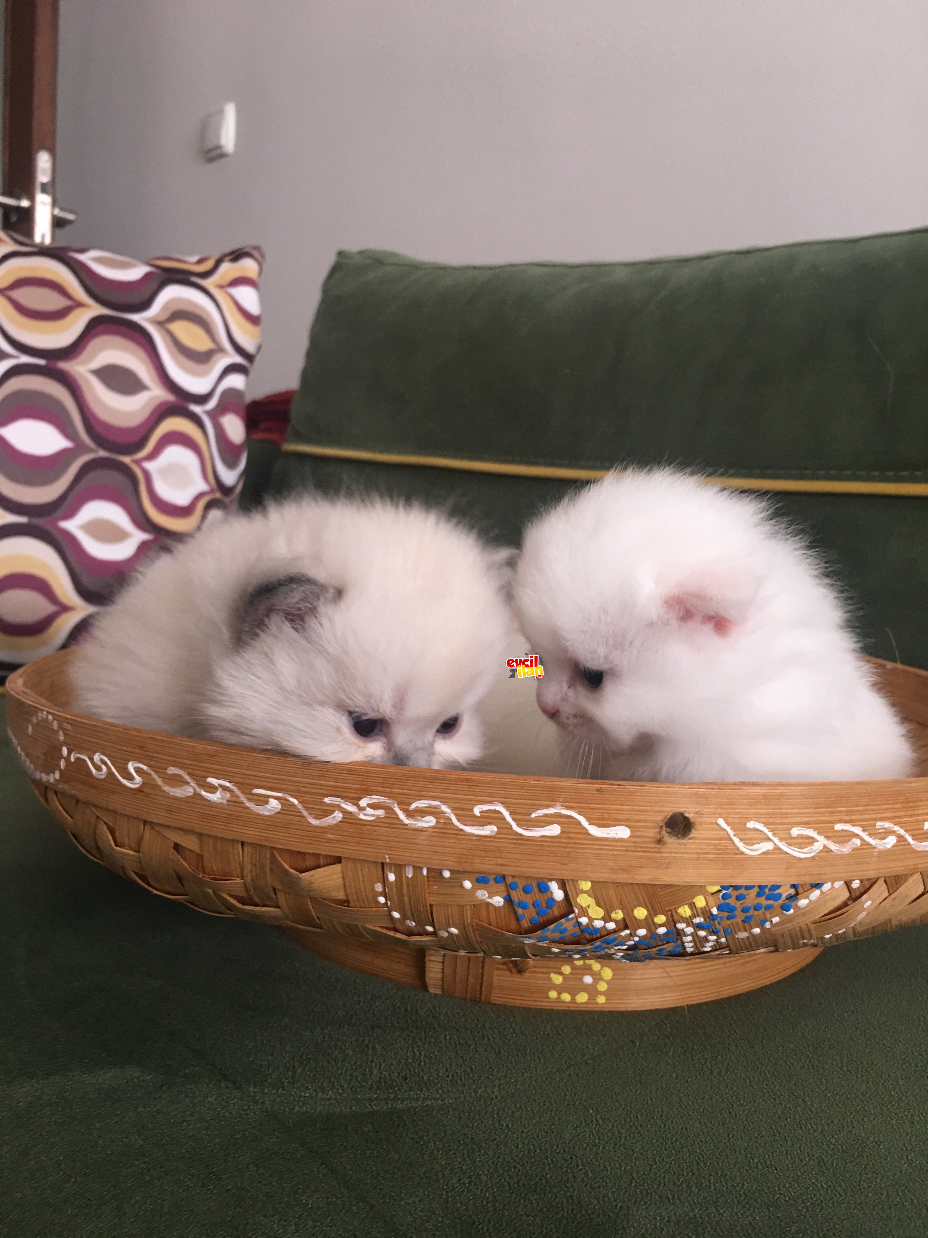 Scottish fold long hair kedimize ev arıyoruz 