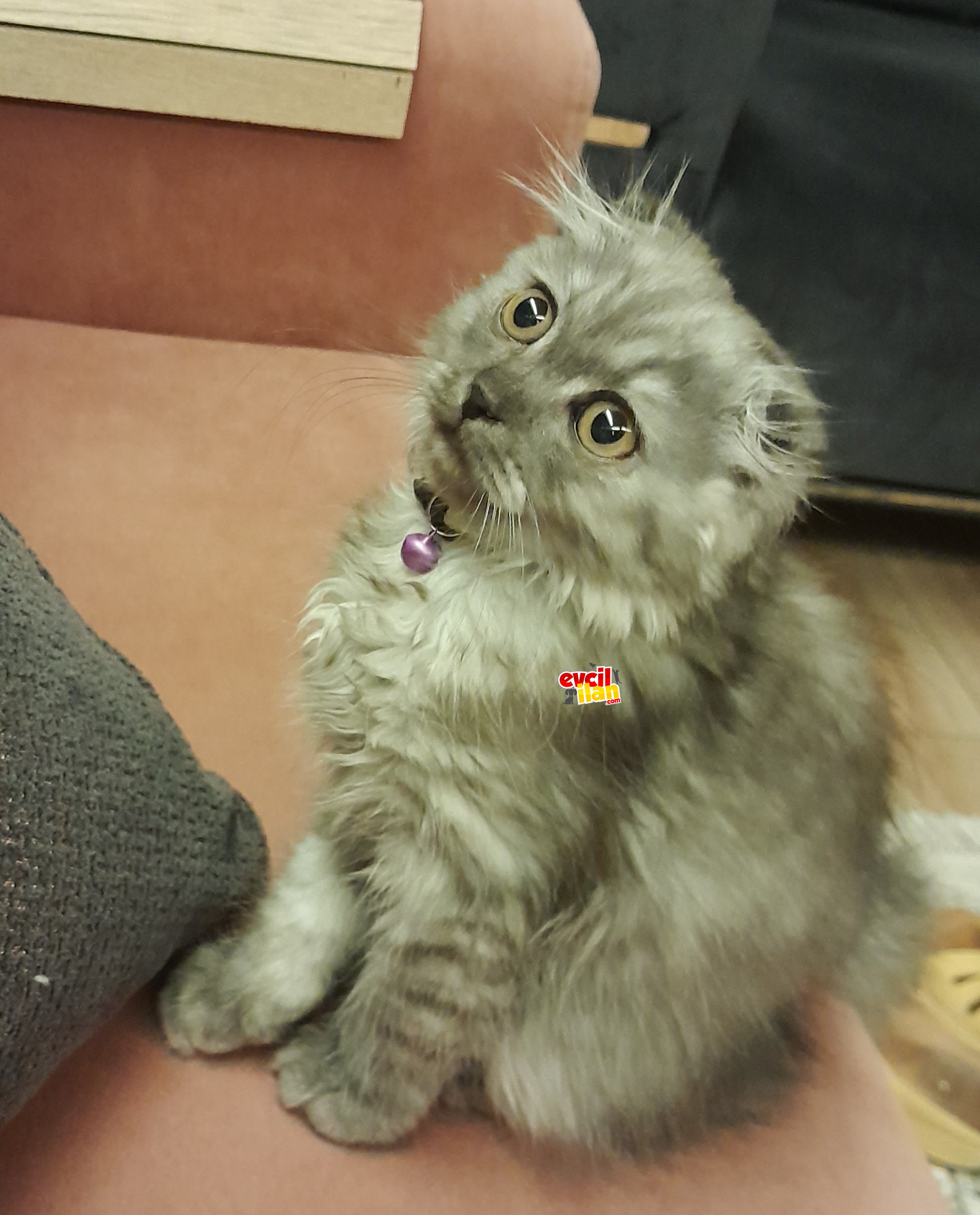 Scottish fold long hair 