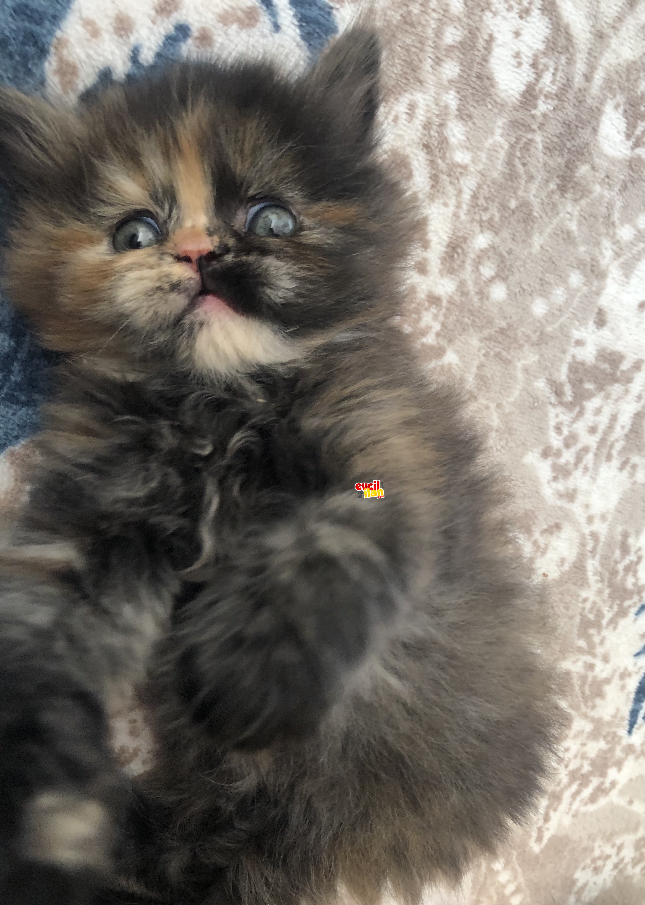 Scottish fold longhair