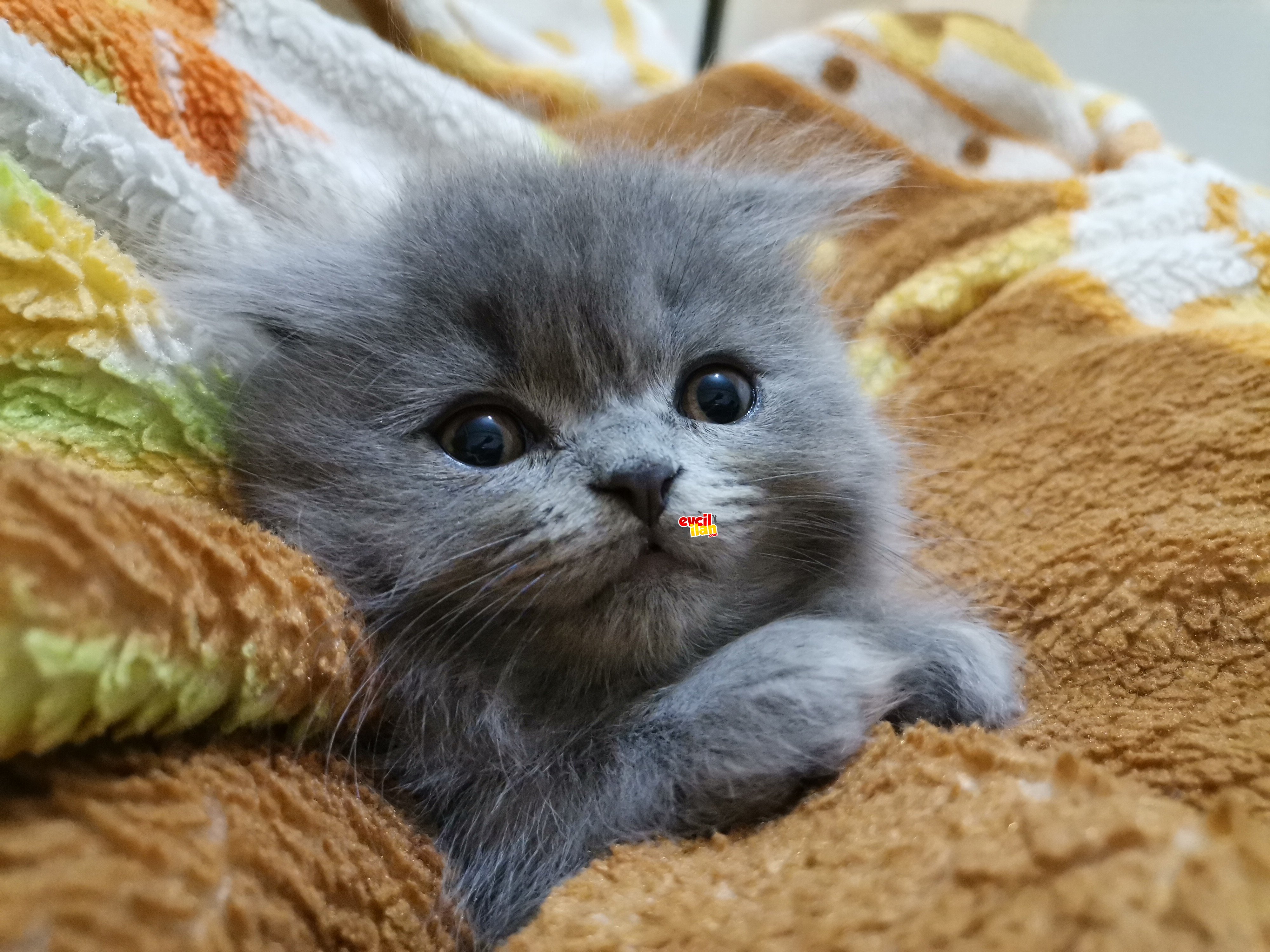 Scottish fold longhair 